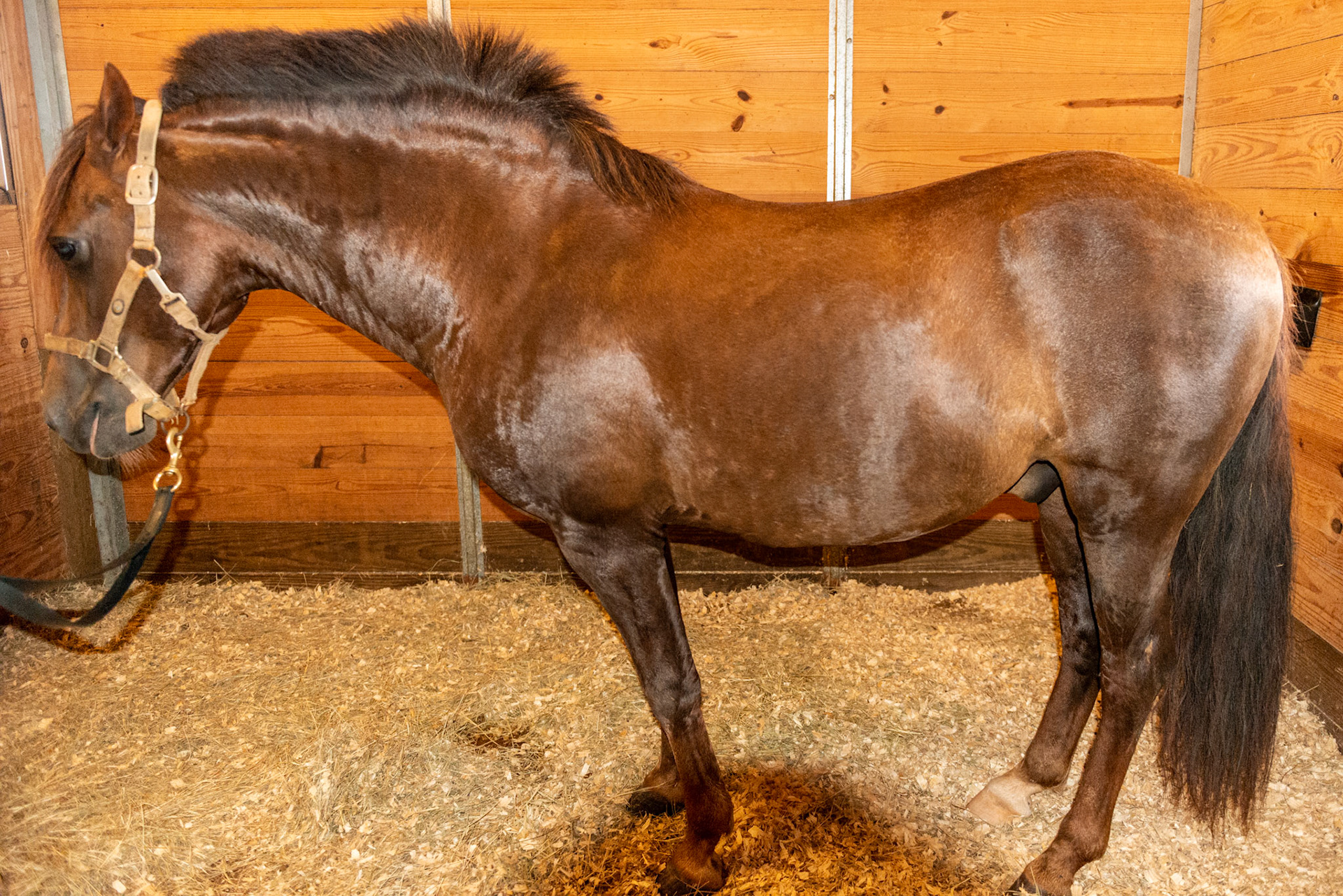 Horse B - BCS 8 - Fat ~ Discernible crease down spine and ribs difficult to feel.  The neck is large for the horse. Fat is deposited on the tail head, withers, shoulders, neck, inner thighs.