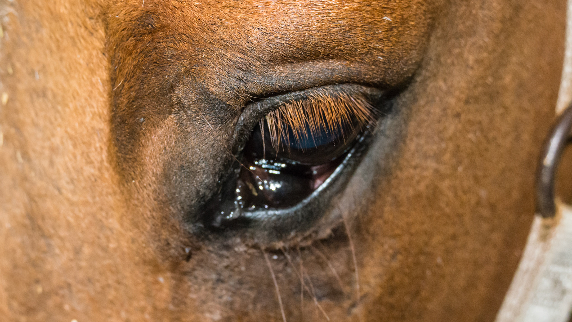 Enlarged third eyelid or nictitating membrane in the left eye.