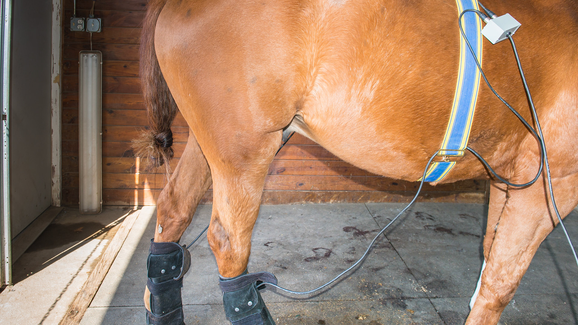 Pulsing magnetic therapy boots which can also be used on the back.