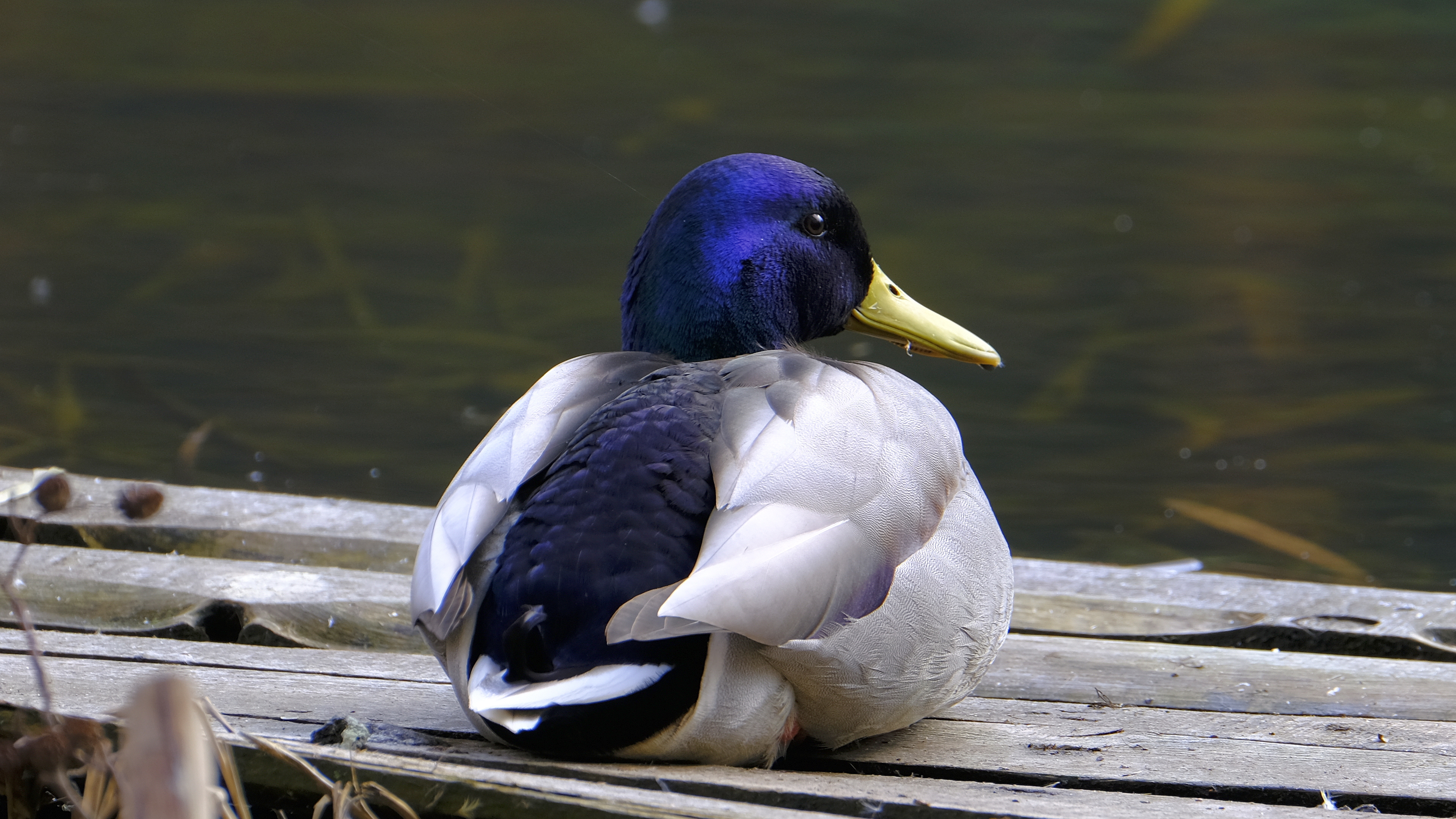 Krzyżówka (Anas platyrhynchus) 03.2022