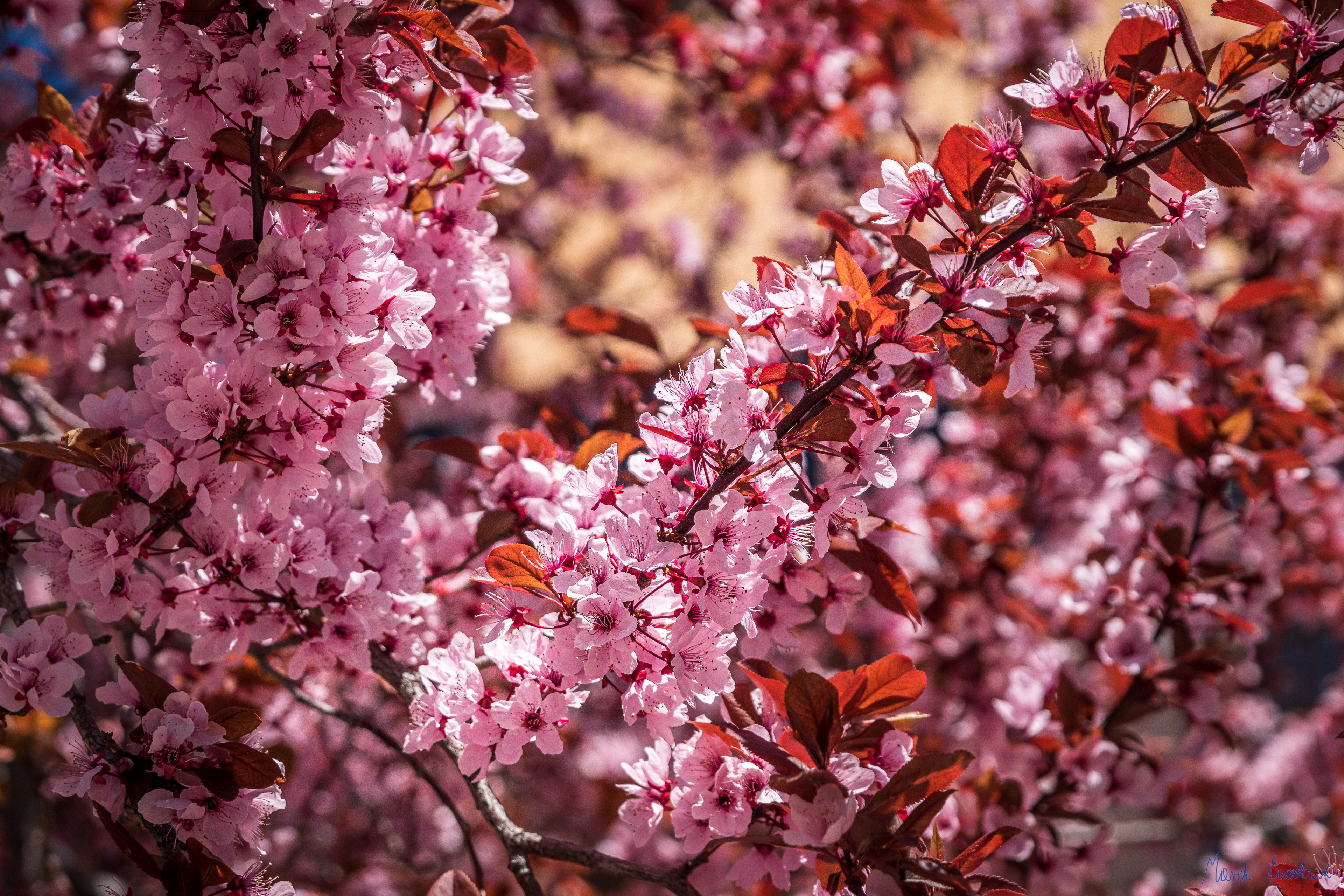 Utah State University Campus, Logan, Utah