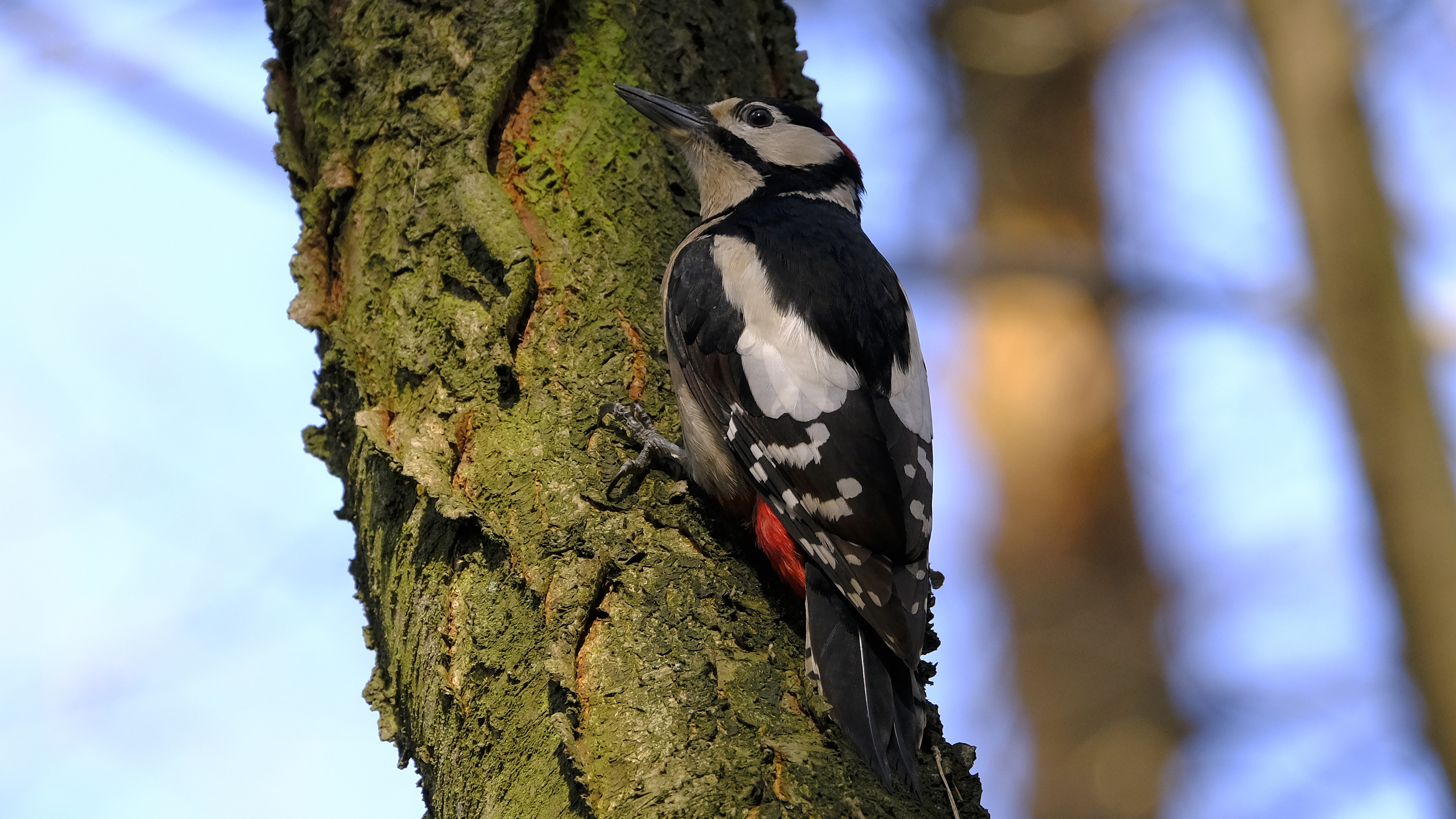 Dzięcioł duży (Dendrocopos major) 02.2022