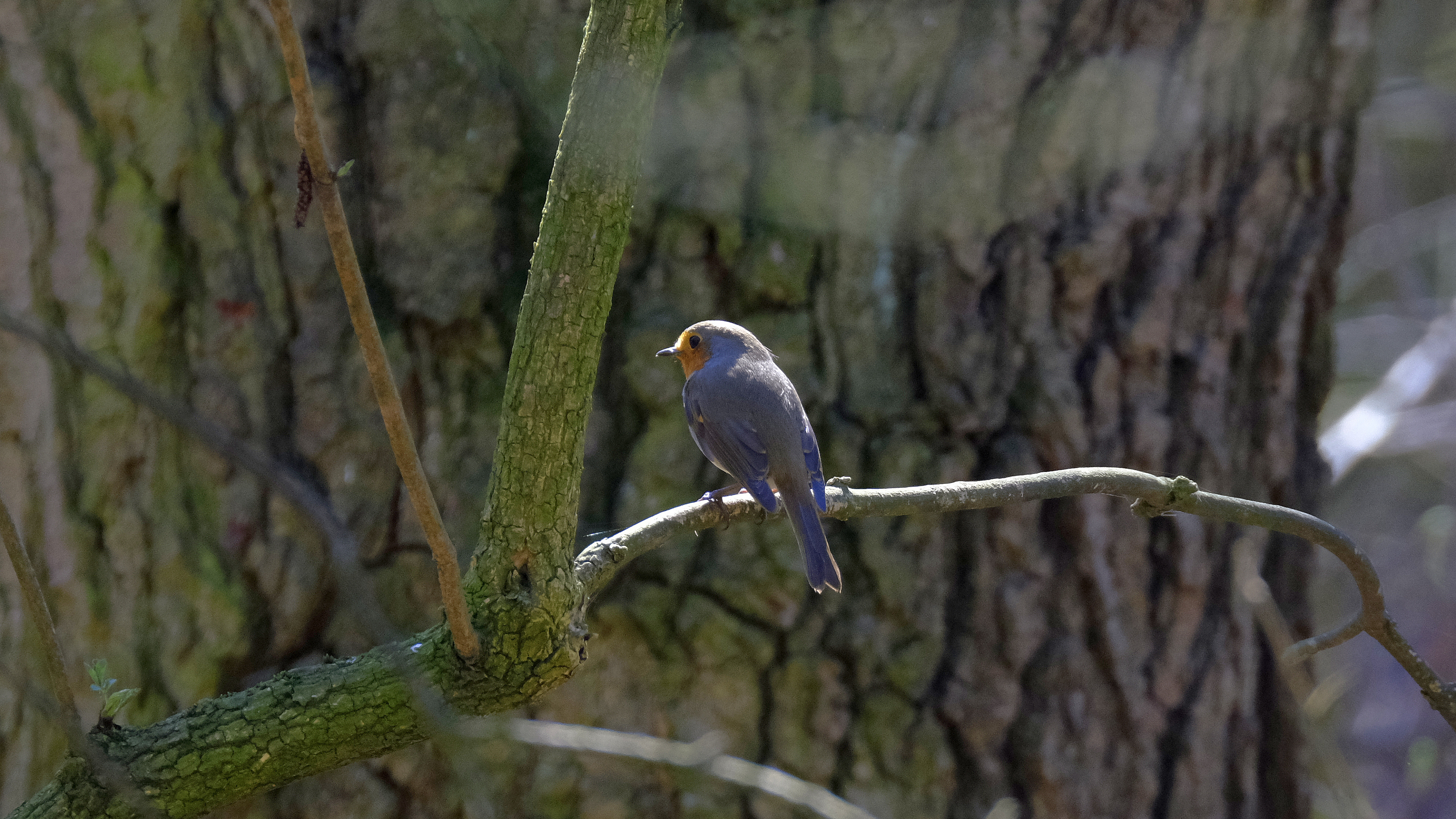 Rudzik (Erithacus rubicola) 03.2022