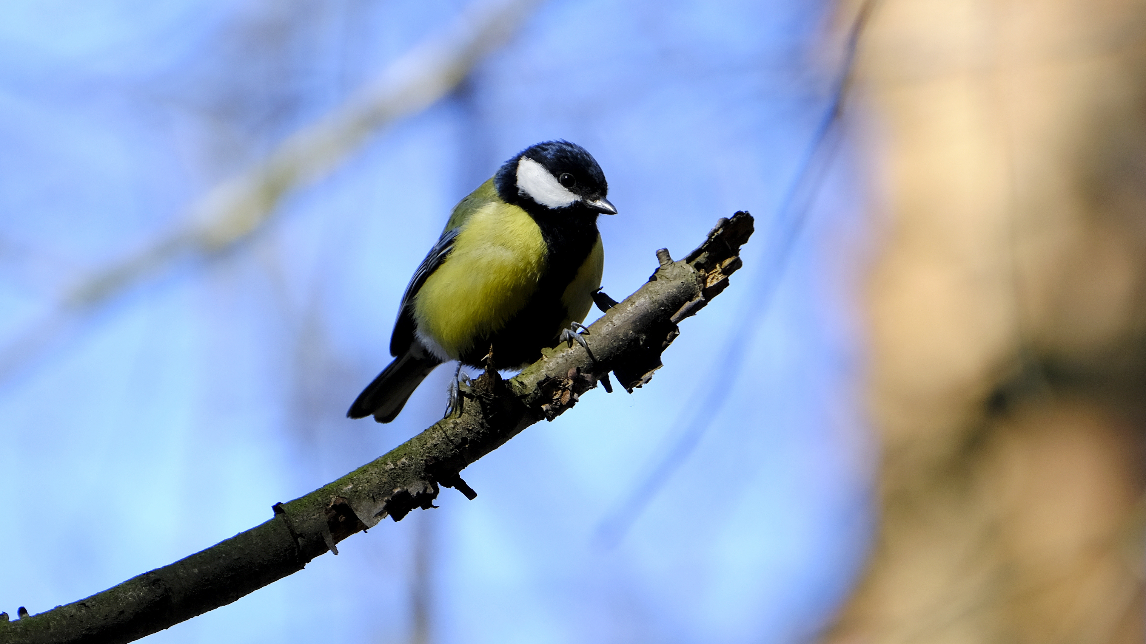 Bogatka (Parus major) 02.2022