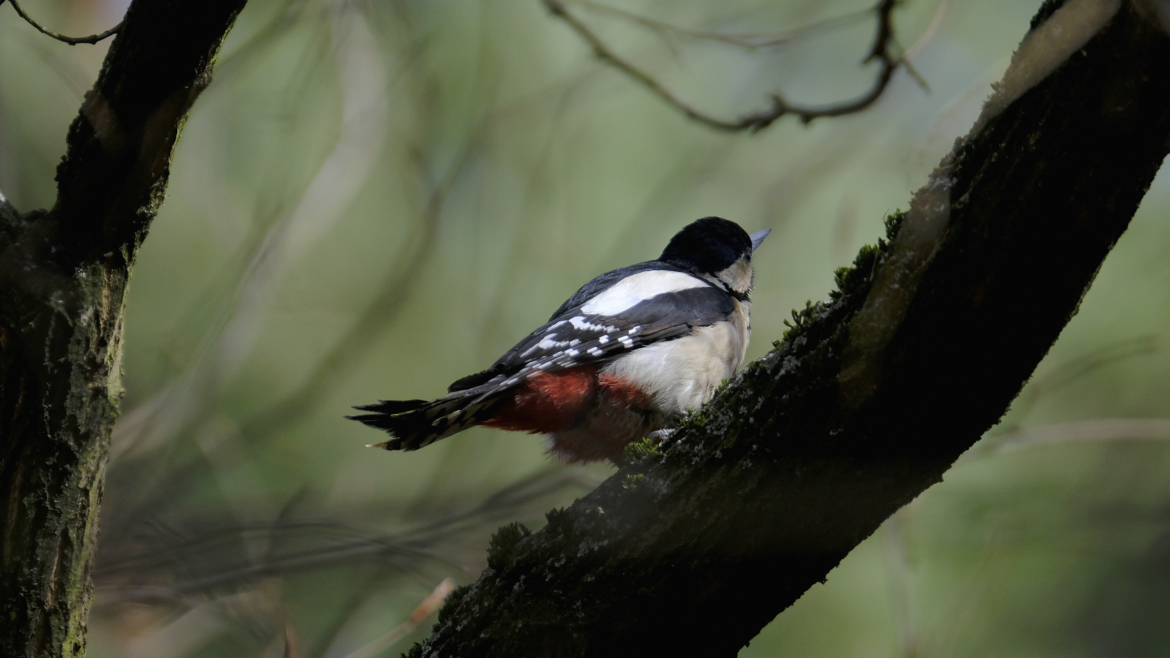 Dzięcioł duży (Dendrocopos major) 03.2022