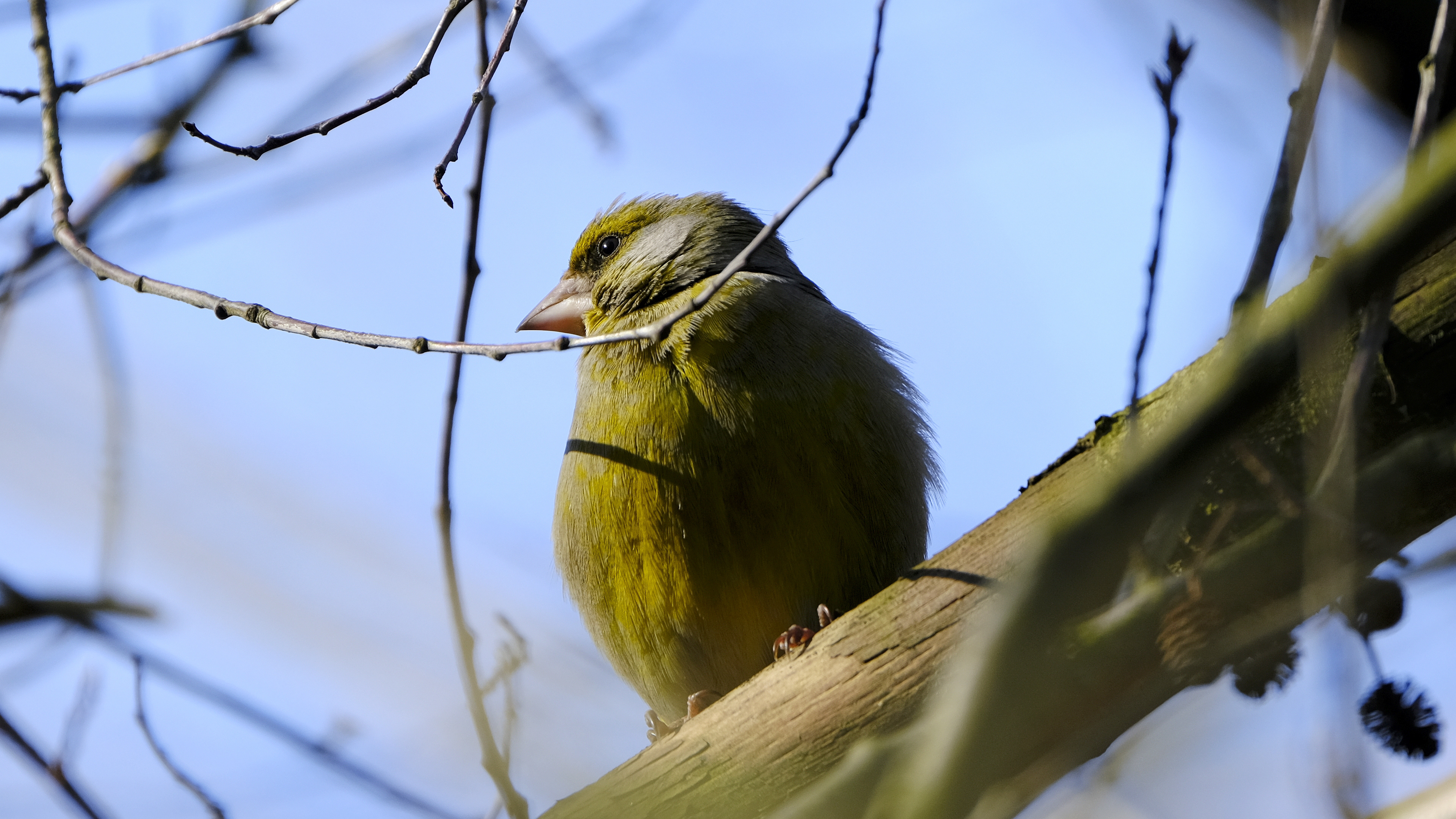 nieiwemcotoniec być może dzwoniec (Carduelis chloris) 02.2022