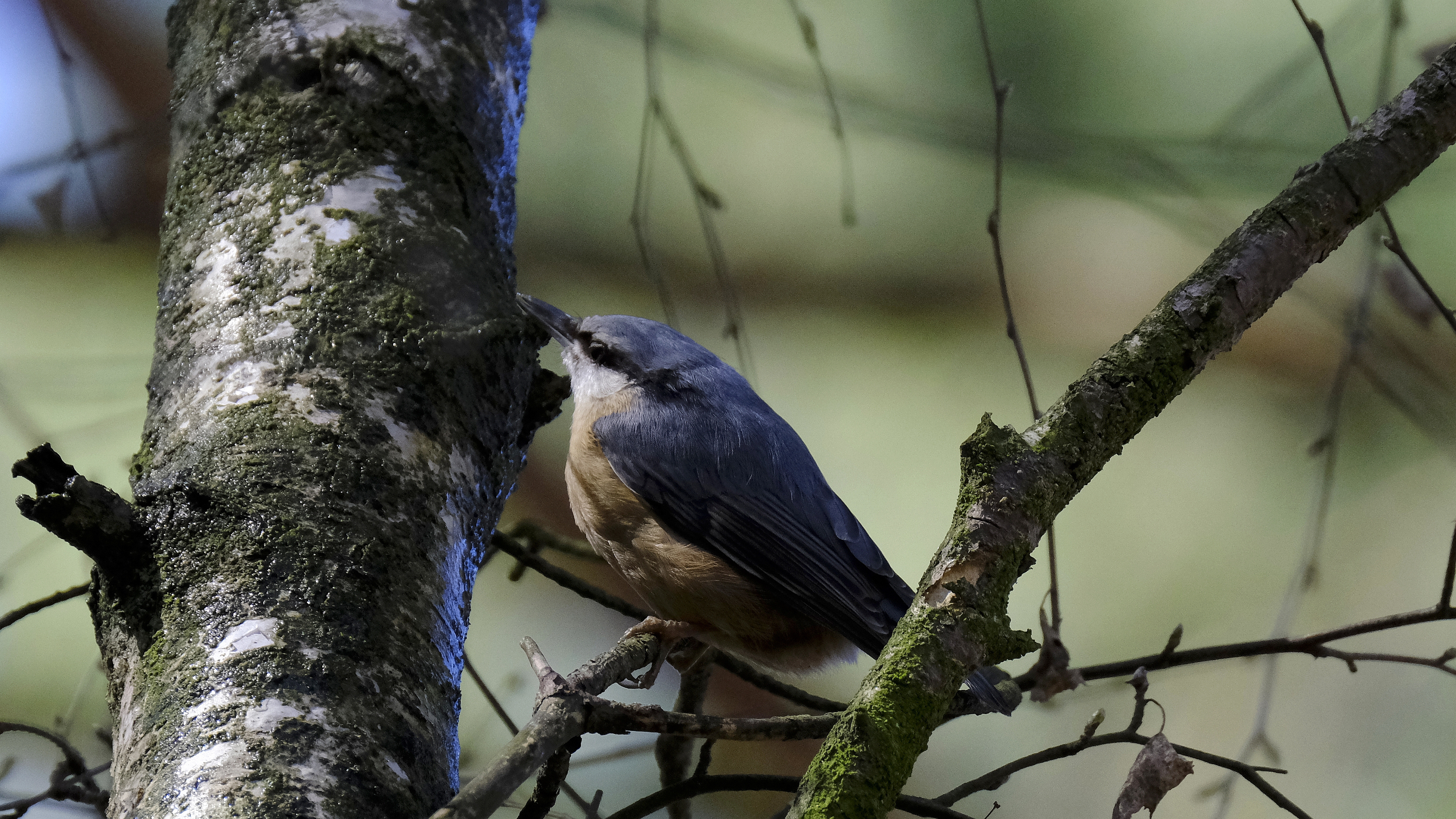 Kowalik (Sitta europaea) 03.2022