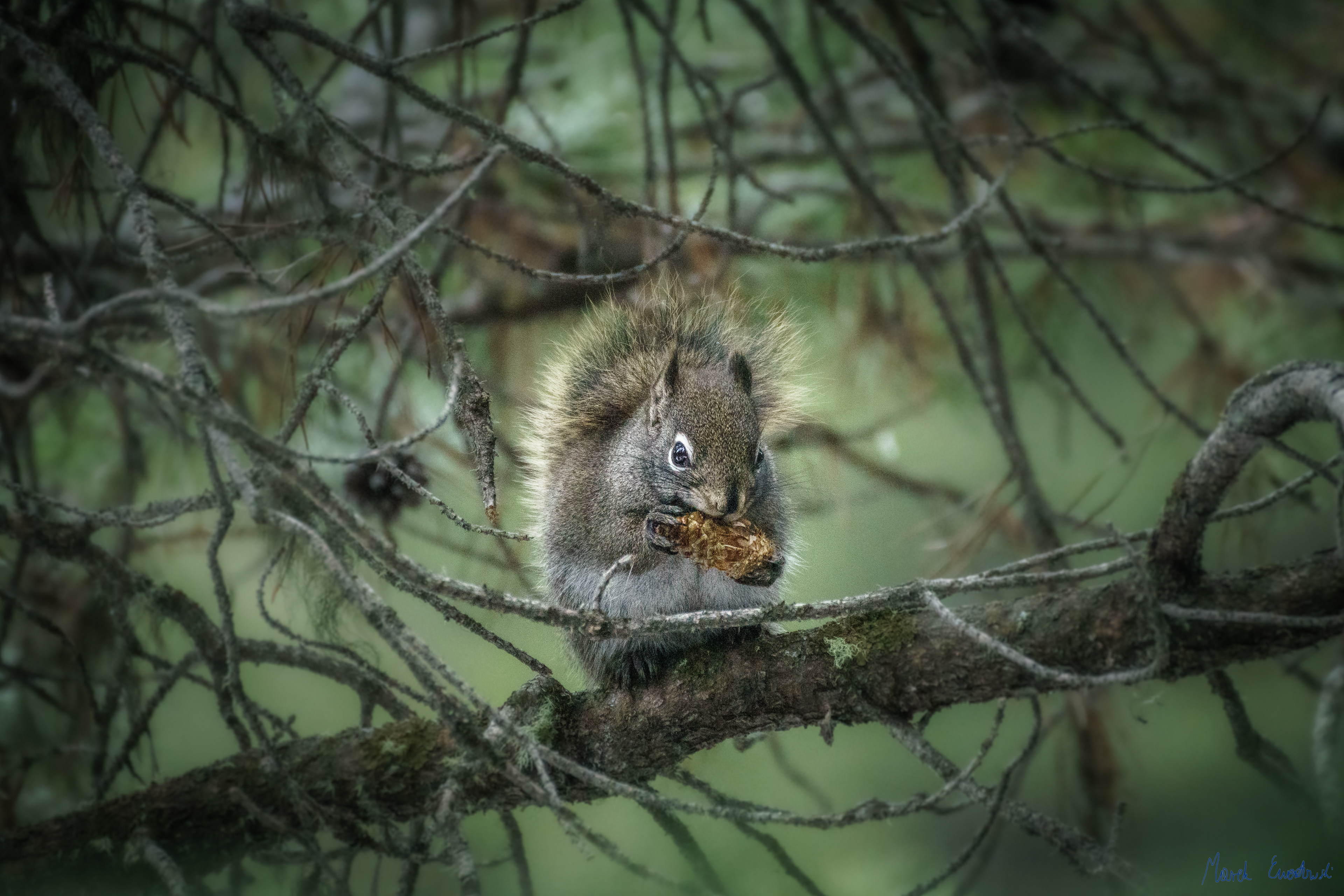 Squirrel, Wyoming