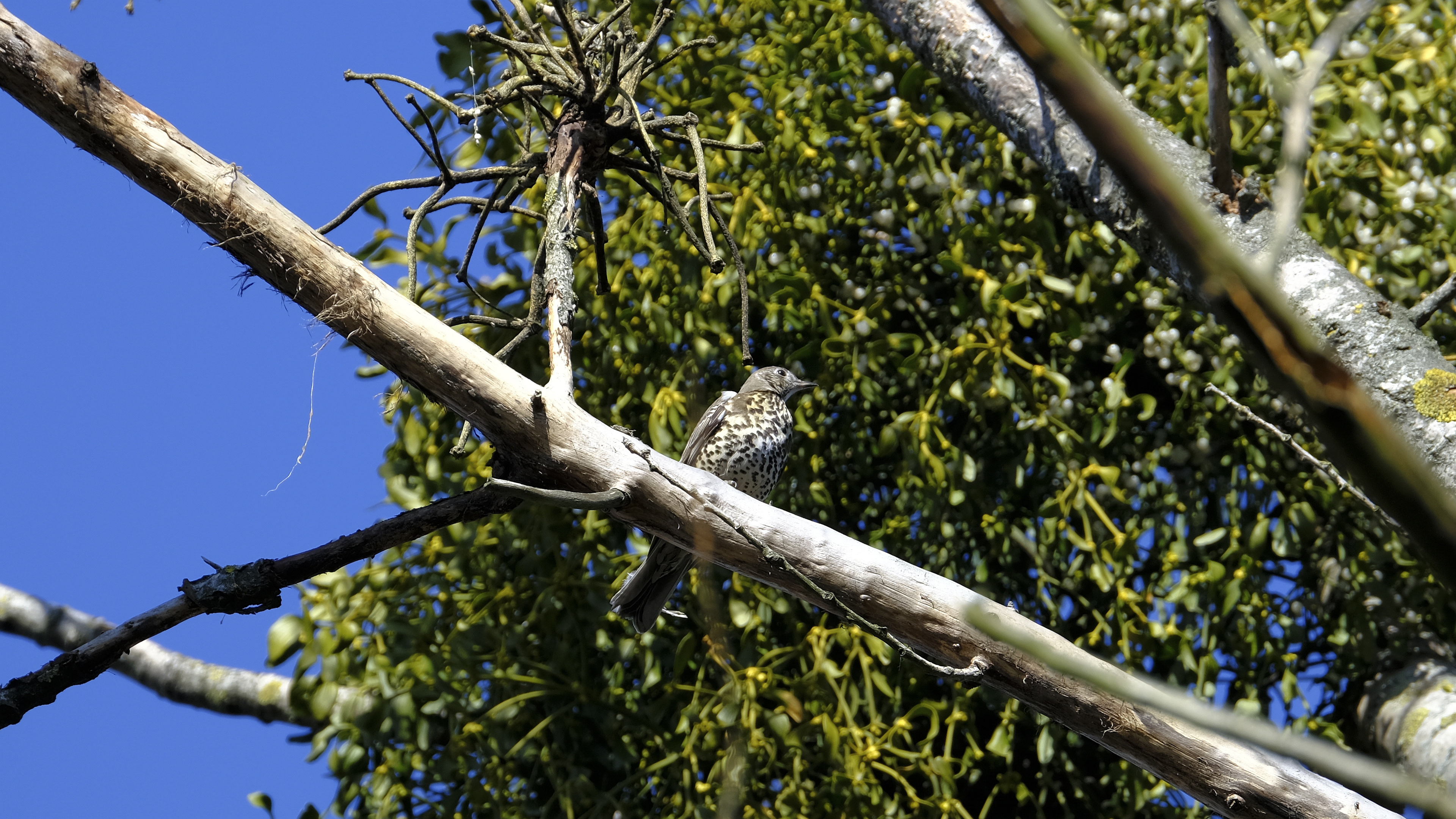 Śpiewak (Turdus philomelos) 03.2022