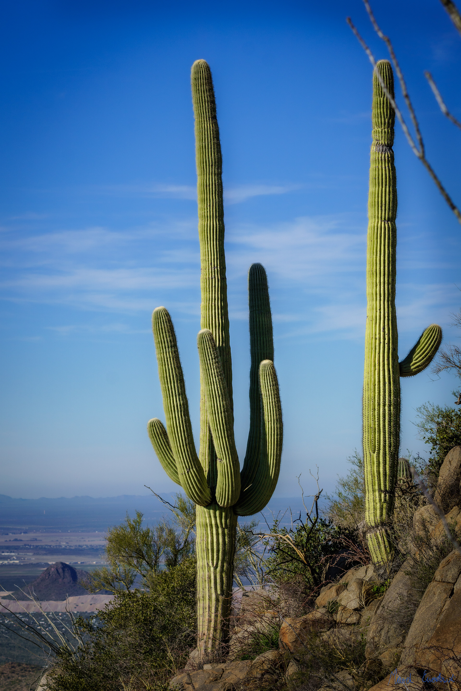 Saguaro National Park, Arizona