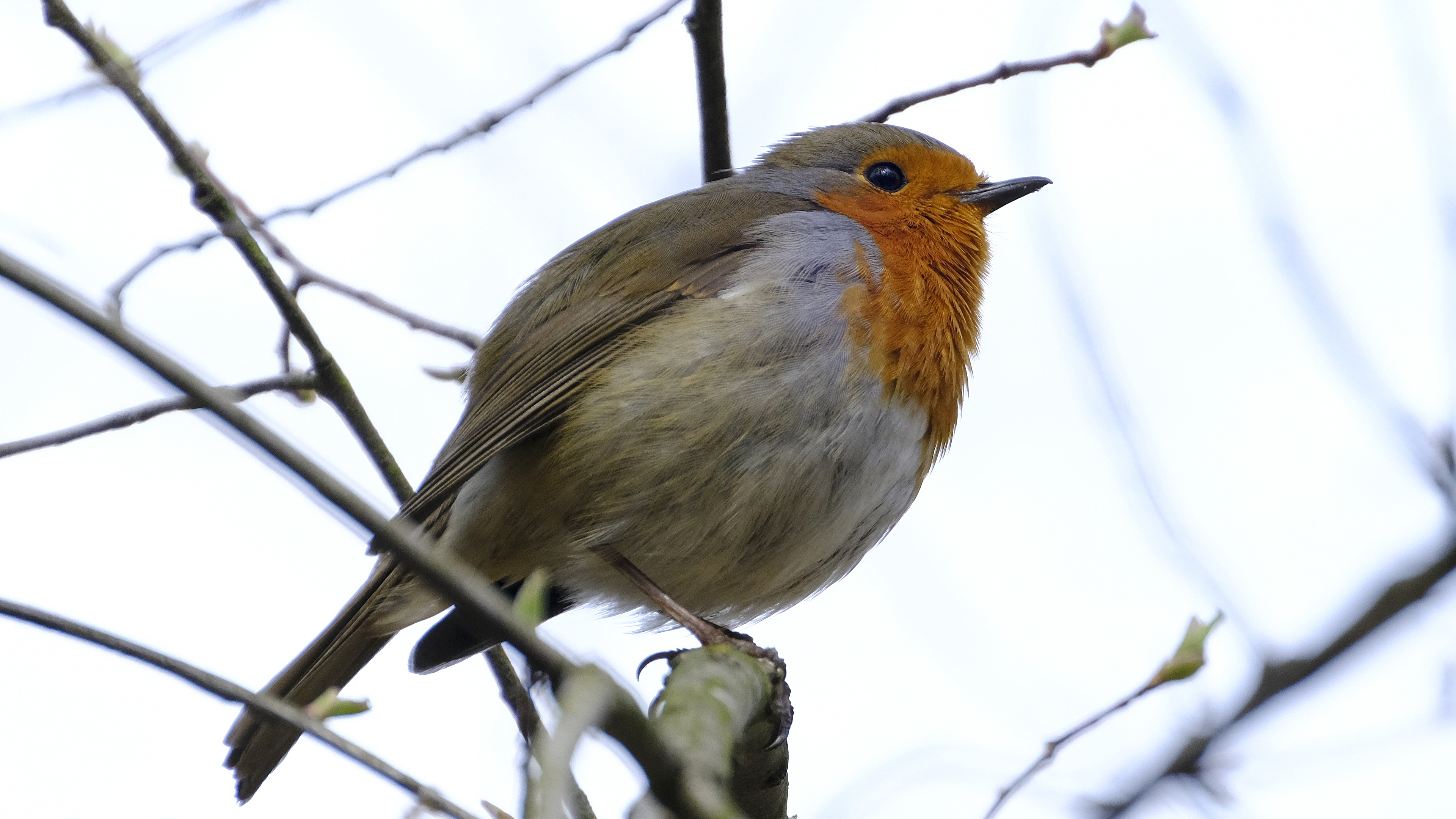 Rudzik (Erithacus rubicola) 03.2022