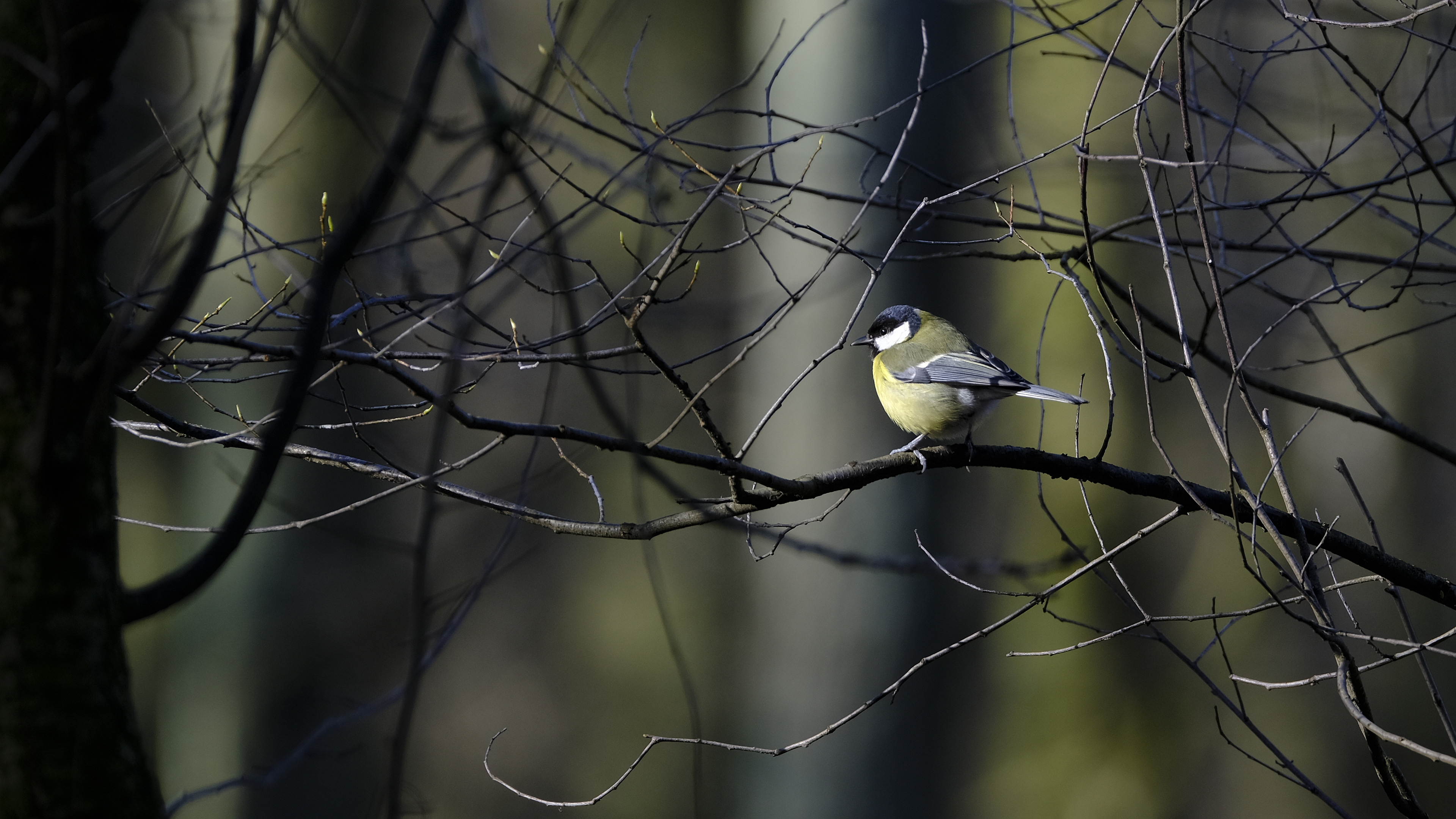Bogatka (Parus major) 02.2022
