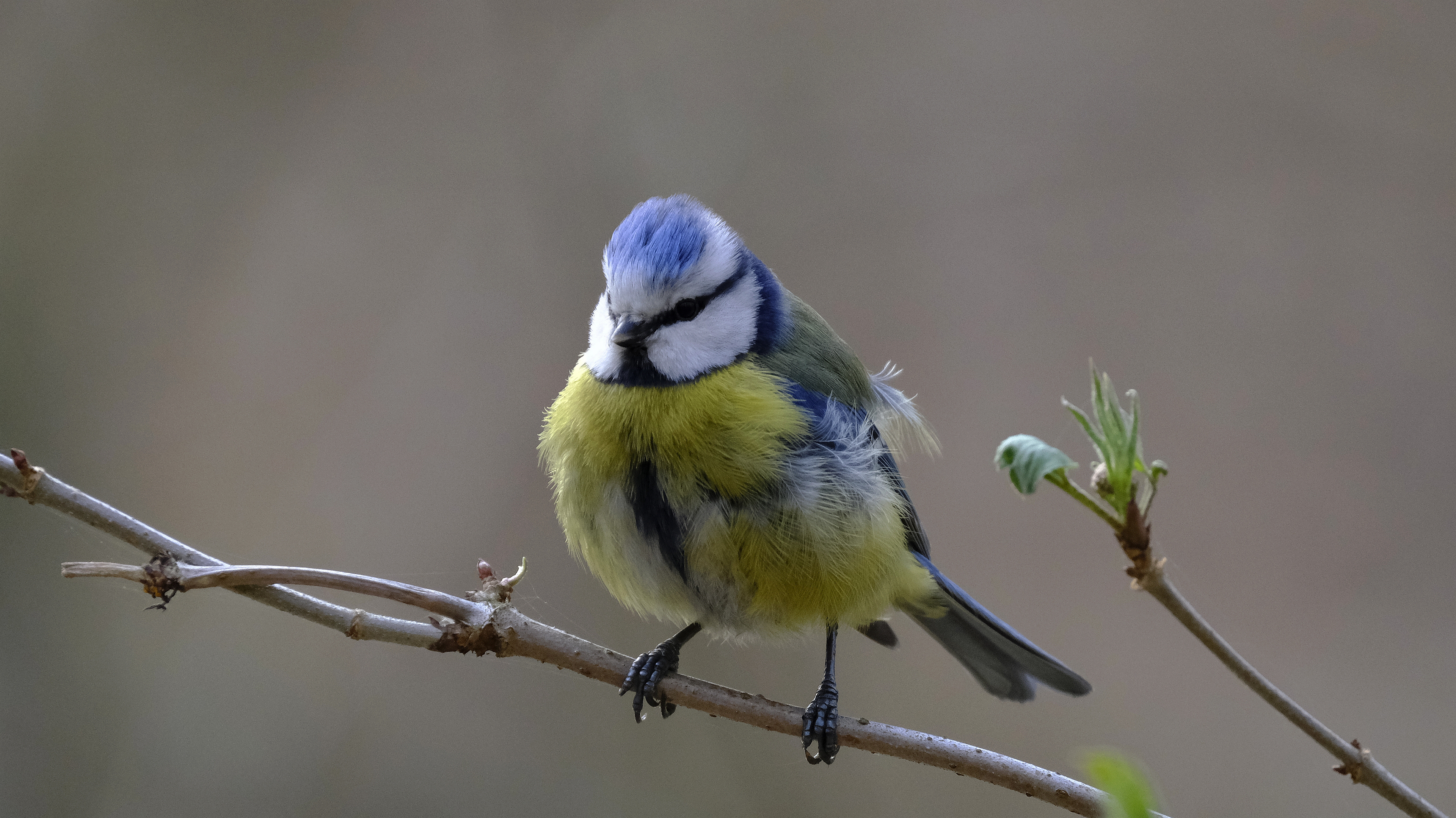 Modraszka (Parus caeruleus) 04.2022