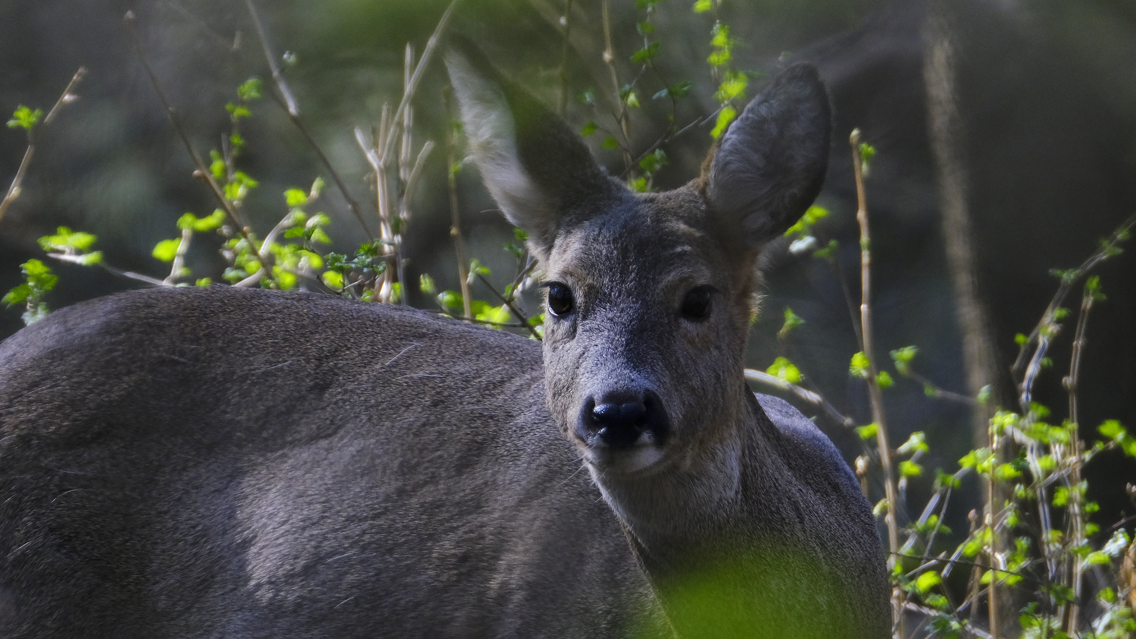 oczy w oczy (Capreolus capreolus) 03.2022