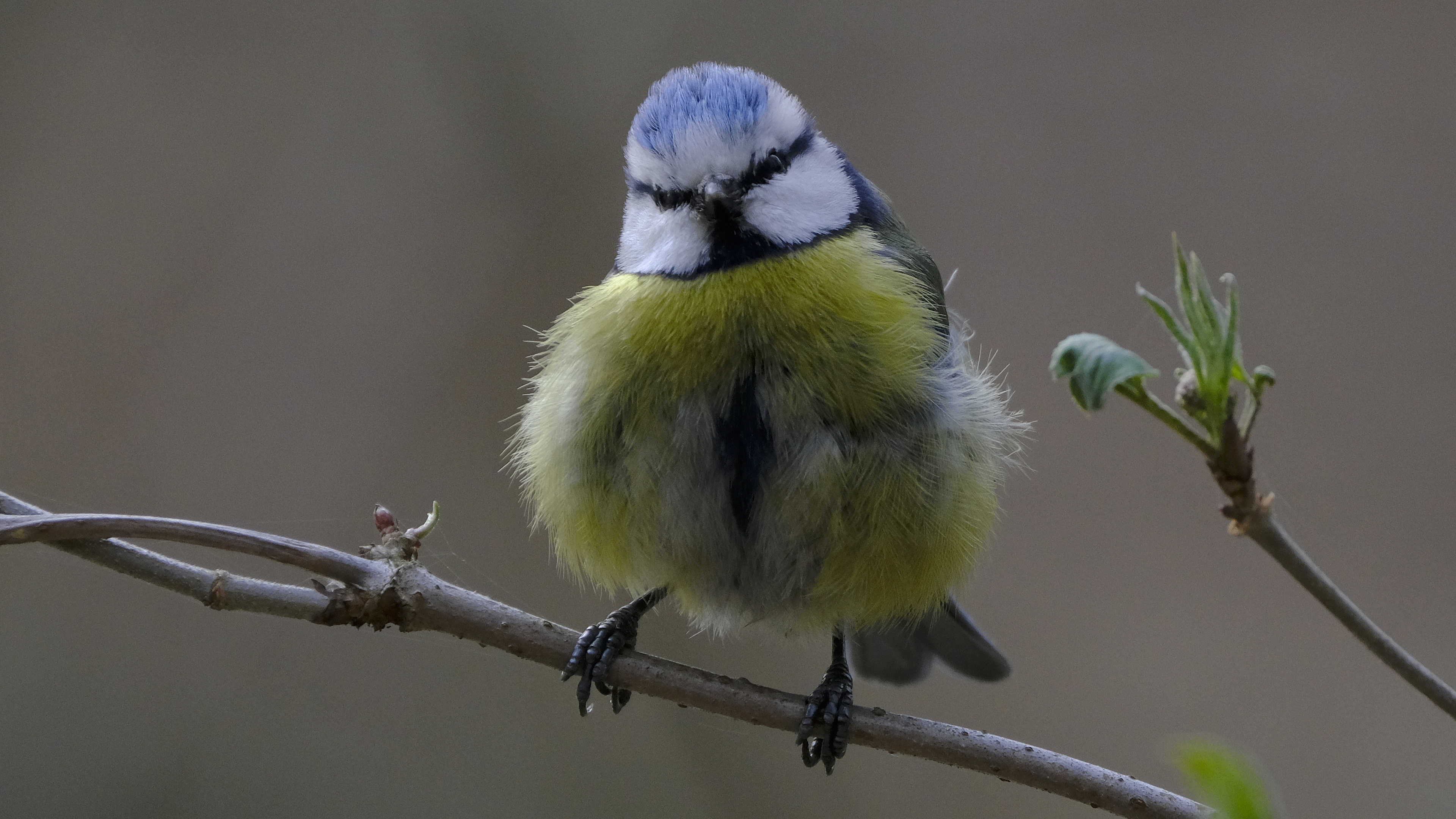 Modraszka (Parus caeruleus) 04.2022
