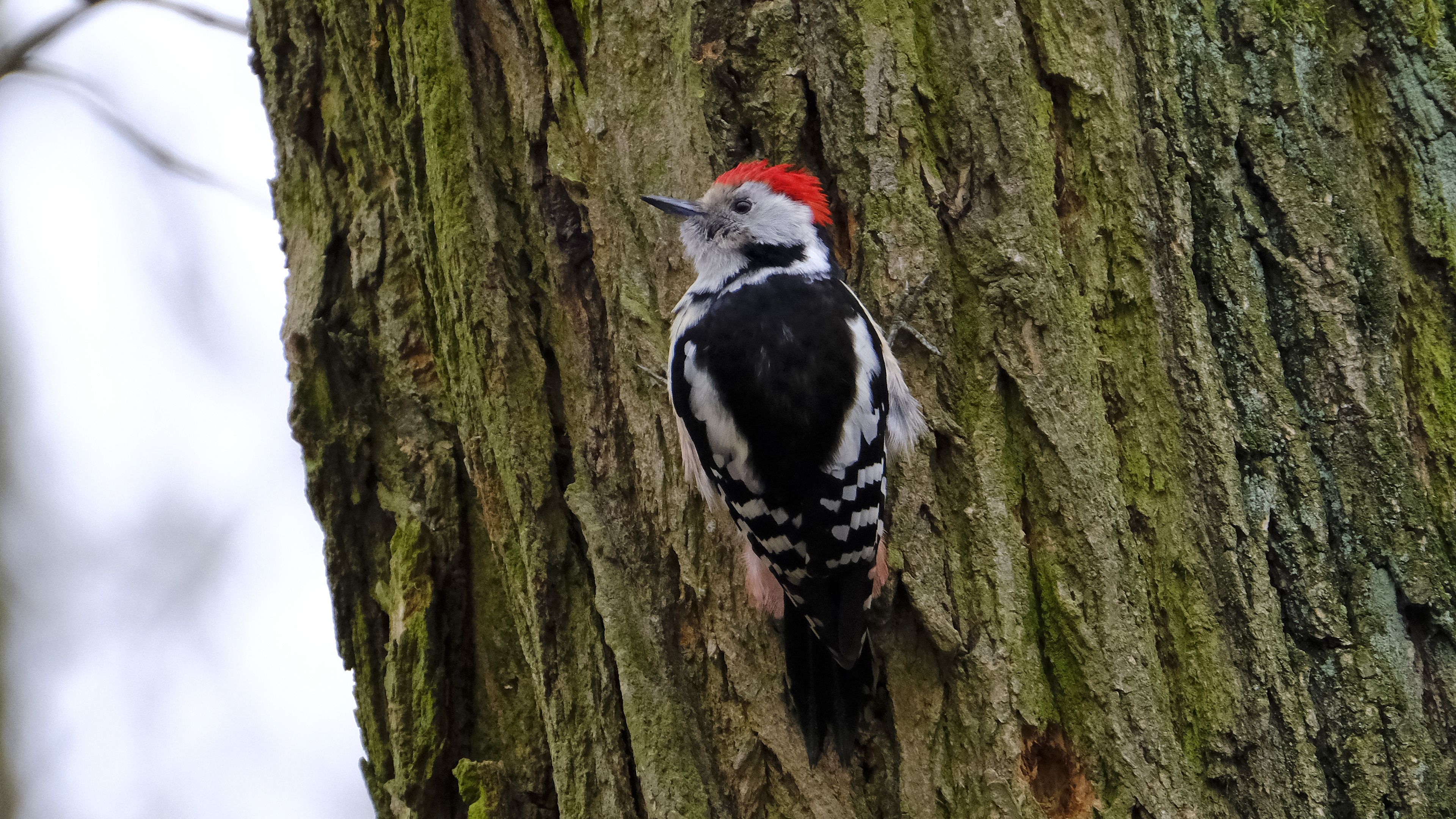 Dzięcioł średni (Dendrocopos medius) 03.2022