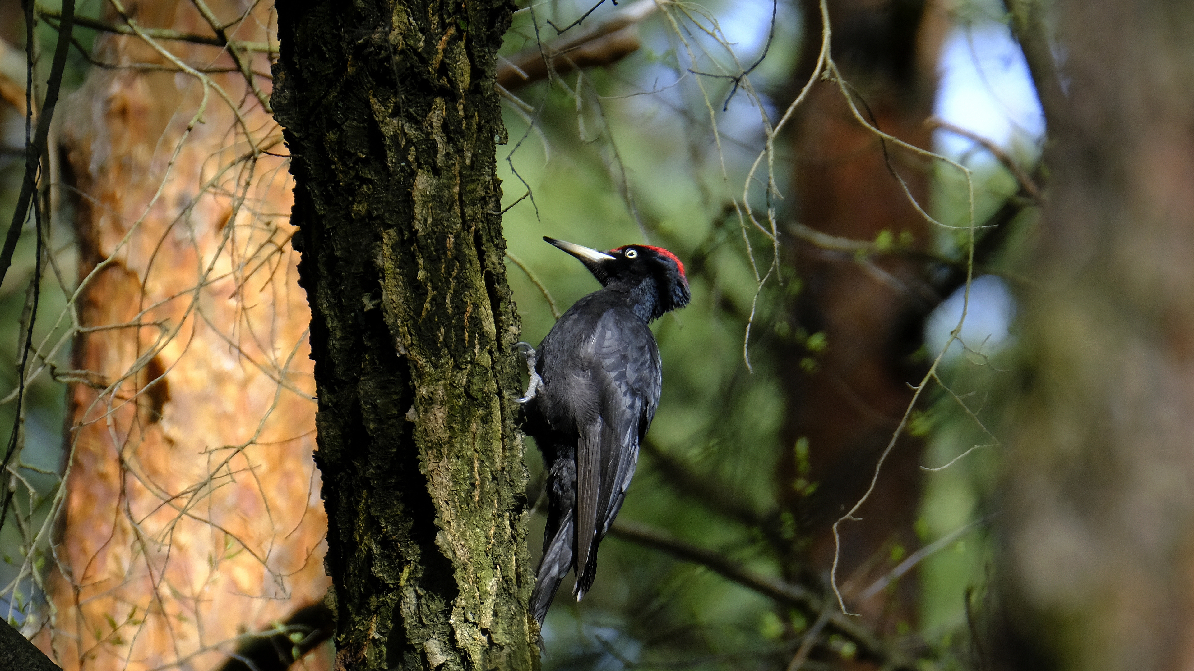 Czarna owca w rodzinie (Dryocopus martius) 03.2022