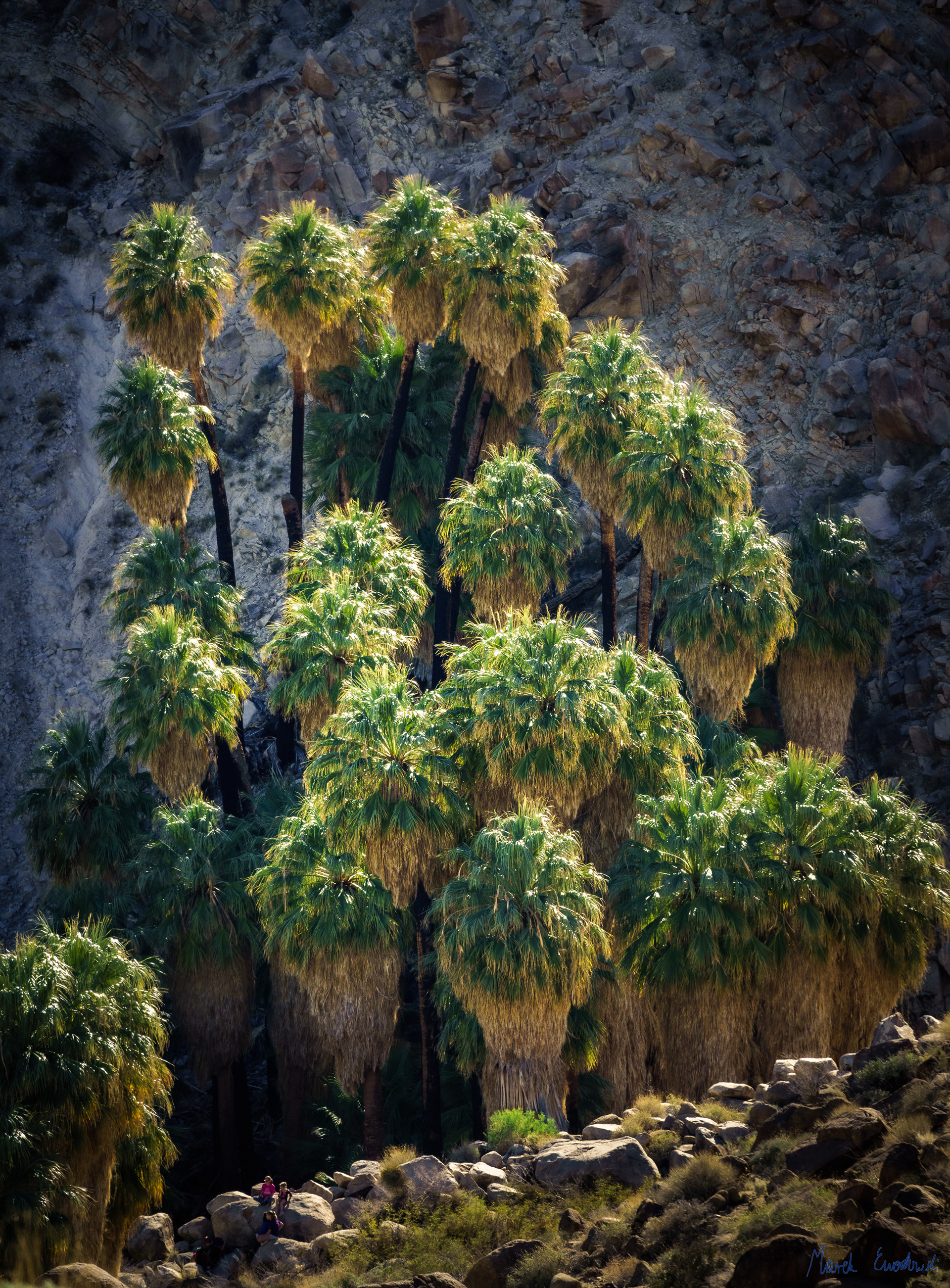 Joshua Tree National Park, California