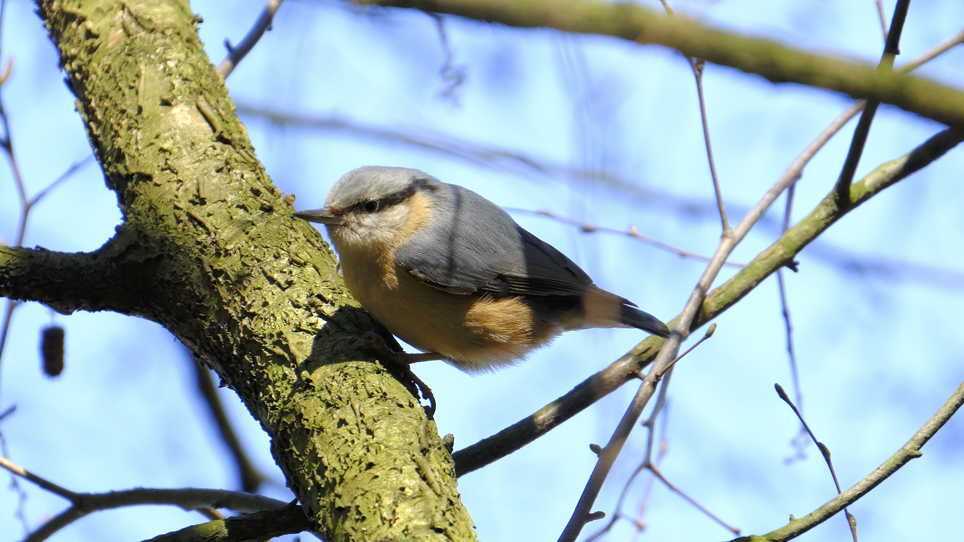 Kowalik (Sitta europaea) 03.2022