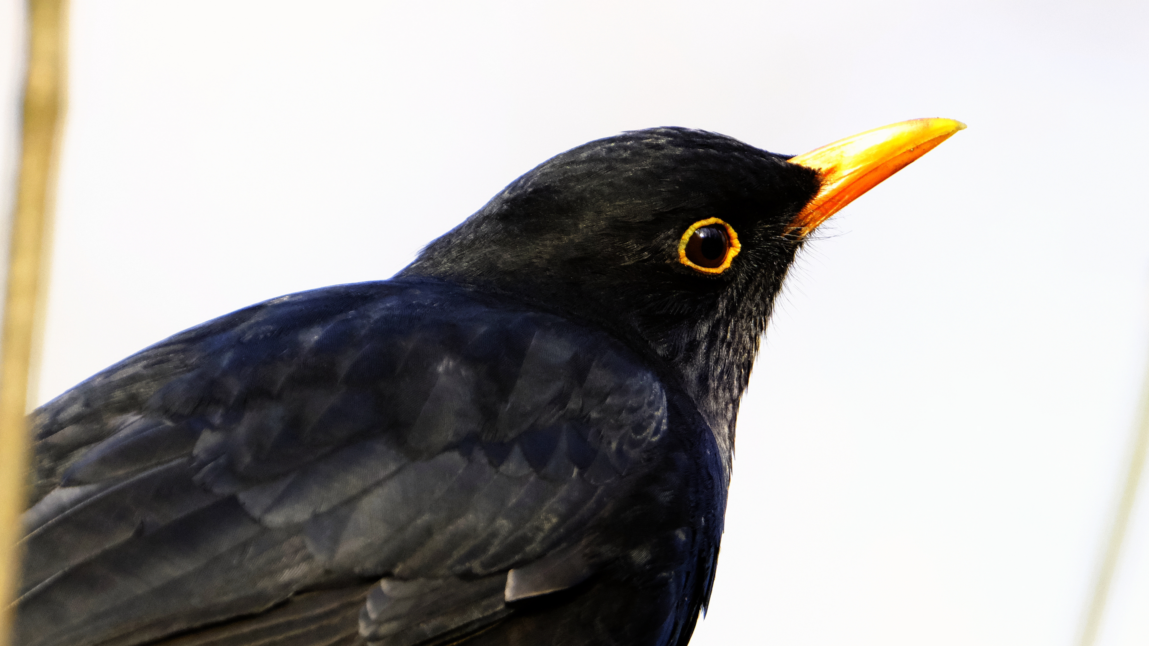 Kos mysliciel (Turdus merula) 03.2022