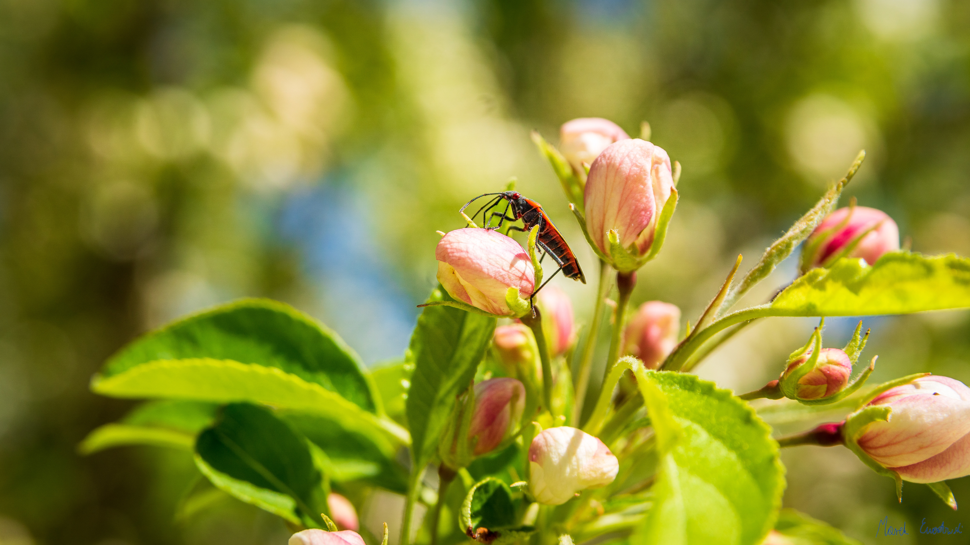 Logan, Cache Valley, Utah