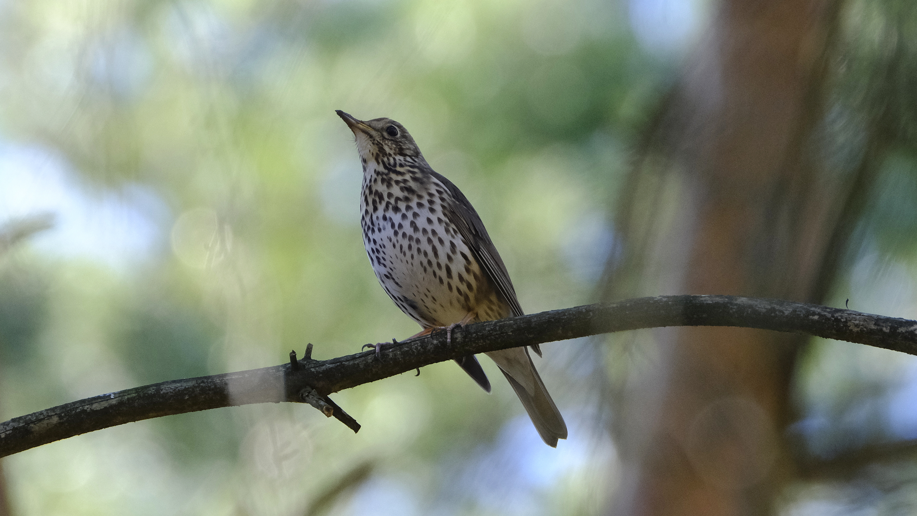 Śpiewak (Turdus philomelos) 03.2022