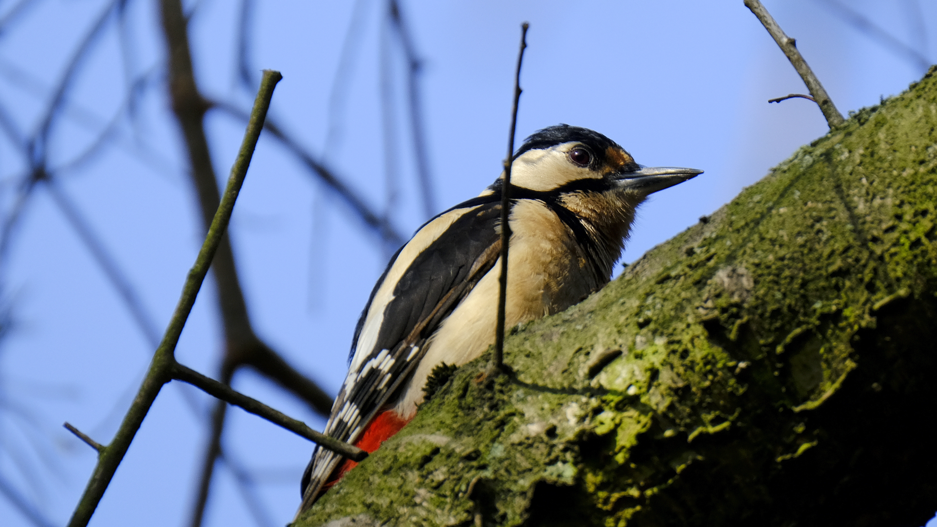 Dzięcioł duży (Dendrocopos major) 03.2022