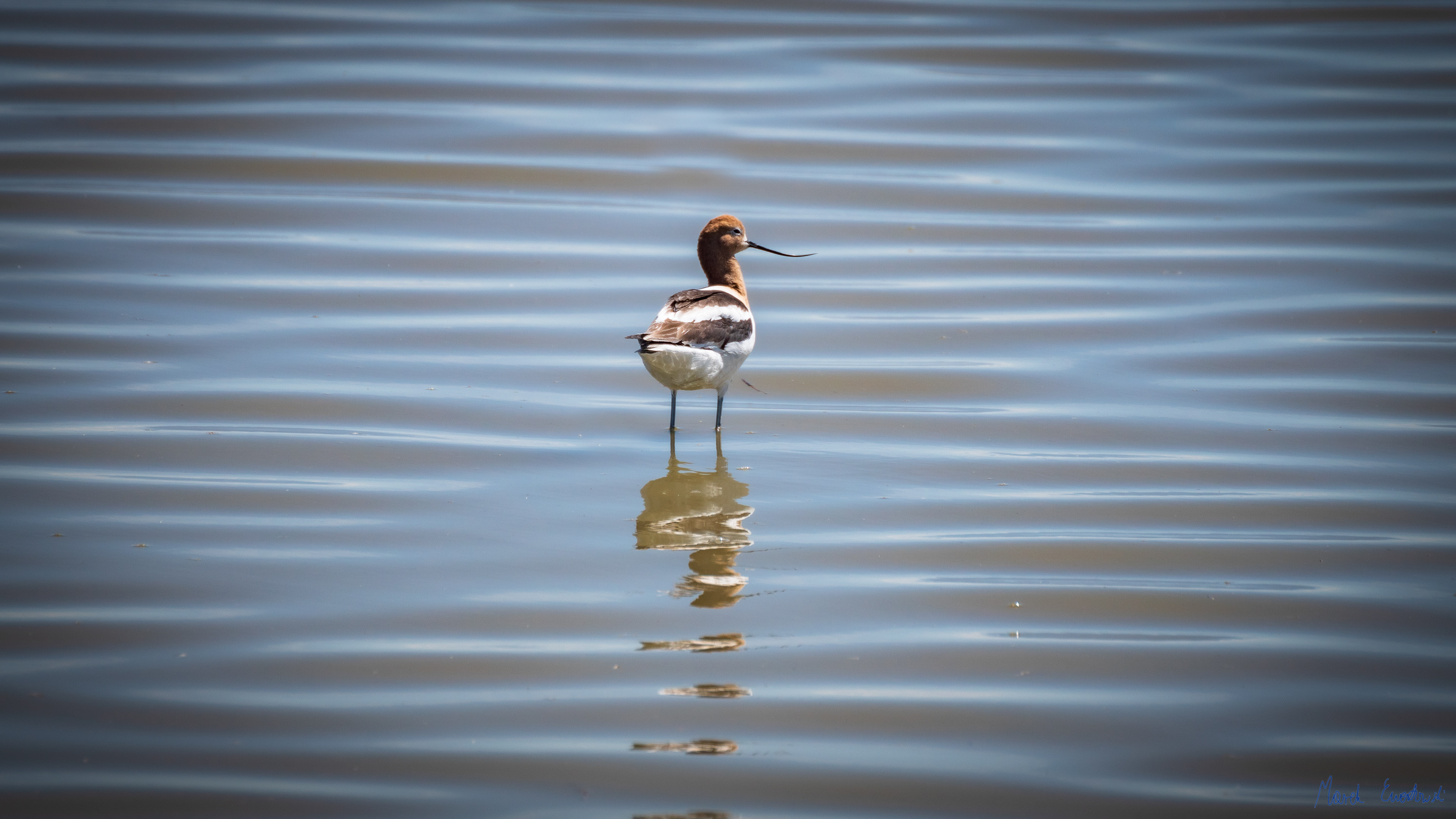  Bear River Migratory Bird Refuge, Utah