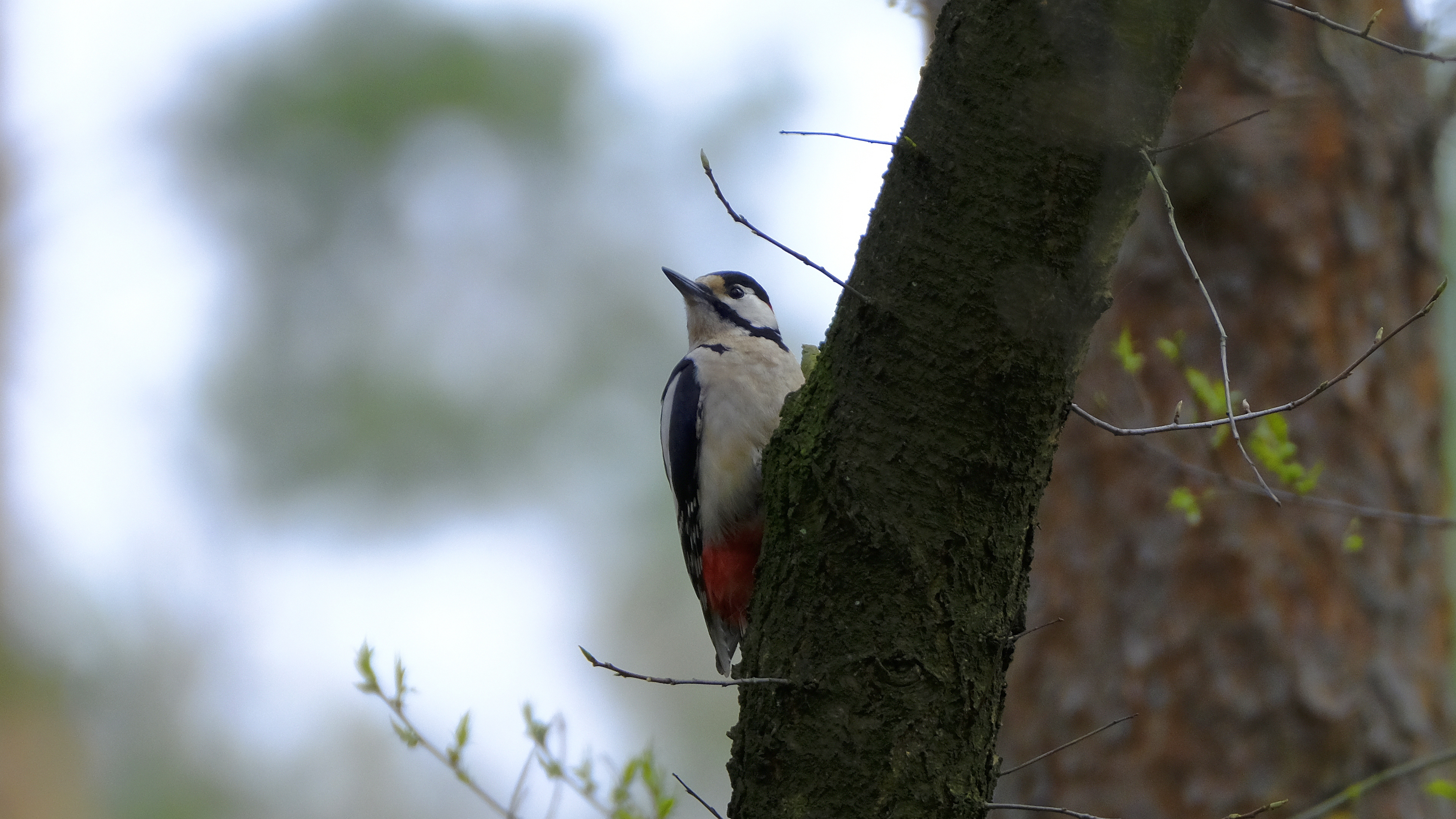 Dzięcioł duży (Dendrocopos major) 04.2022