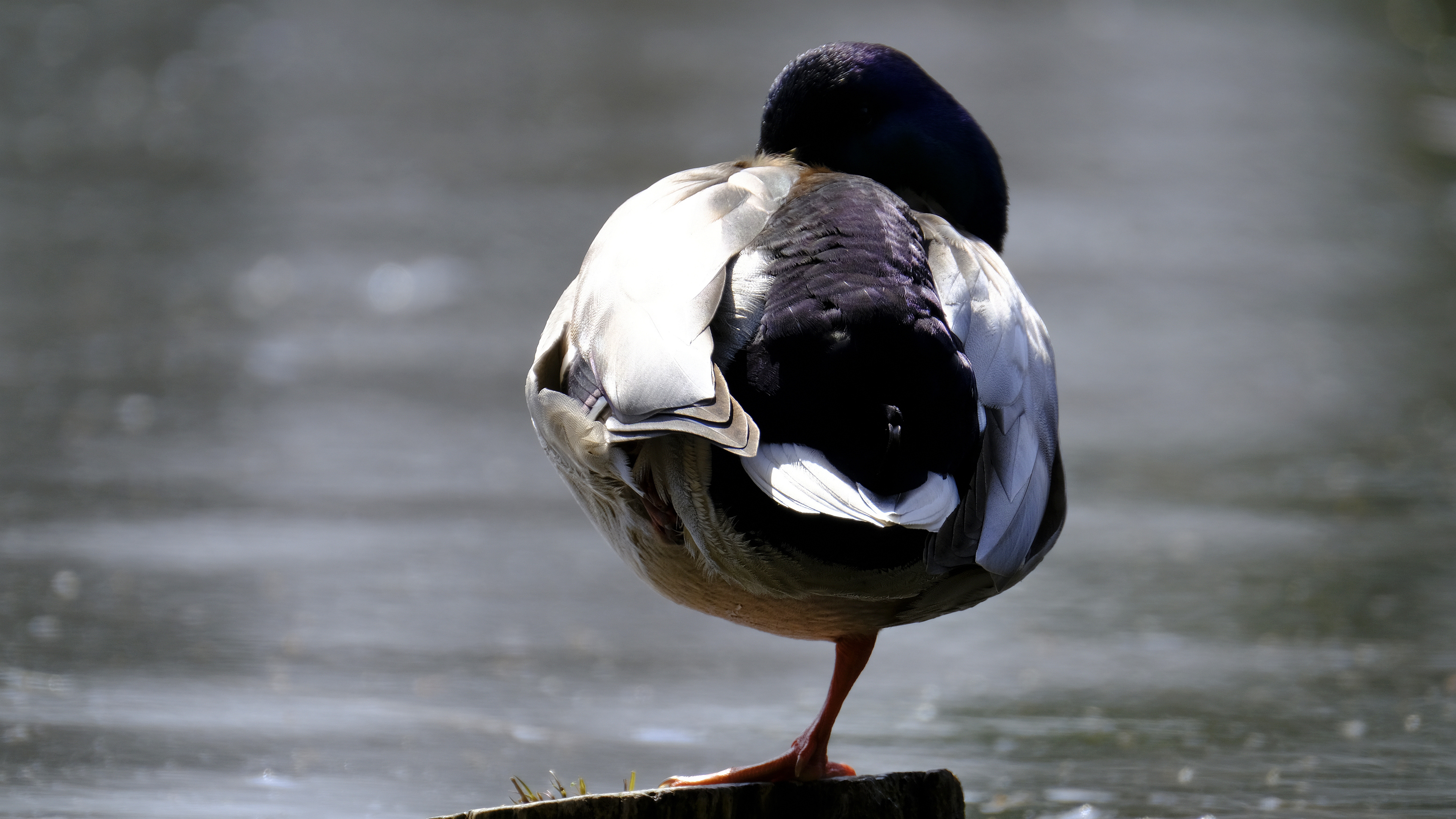 Krzyżówka (Anas platyrhynchus) 04.2022