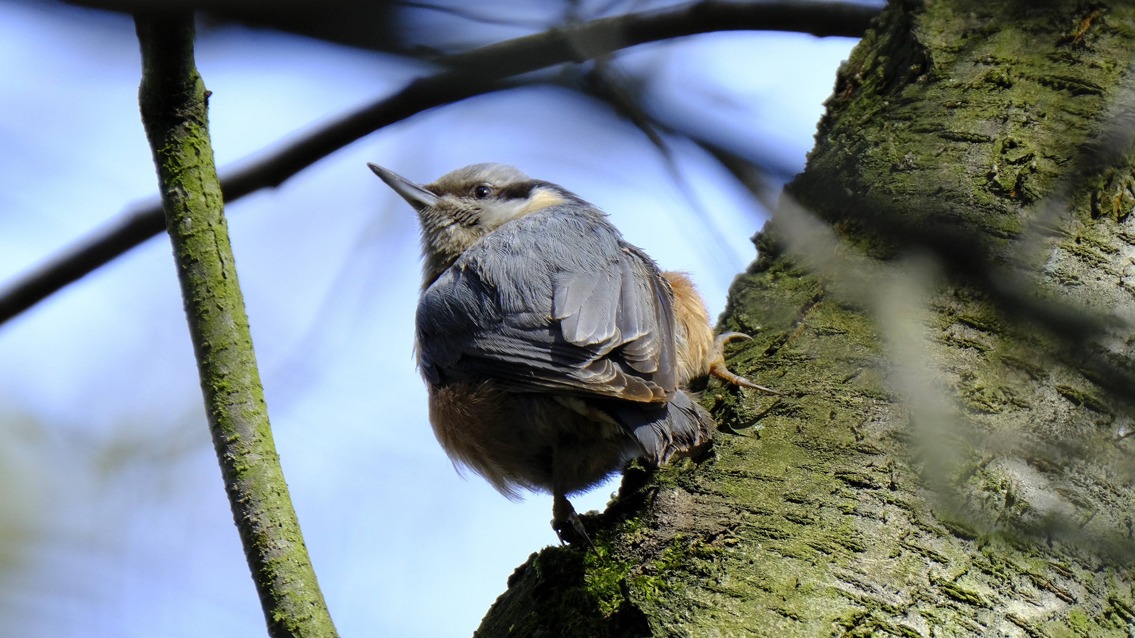 Kowalik (Sitta europaea) 03.2022