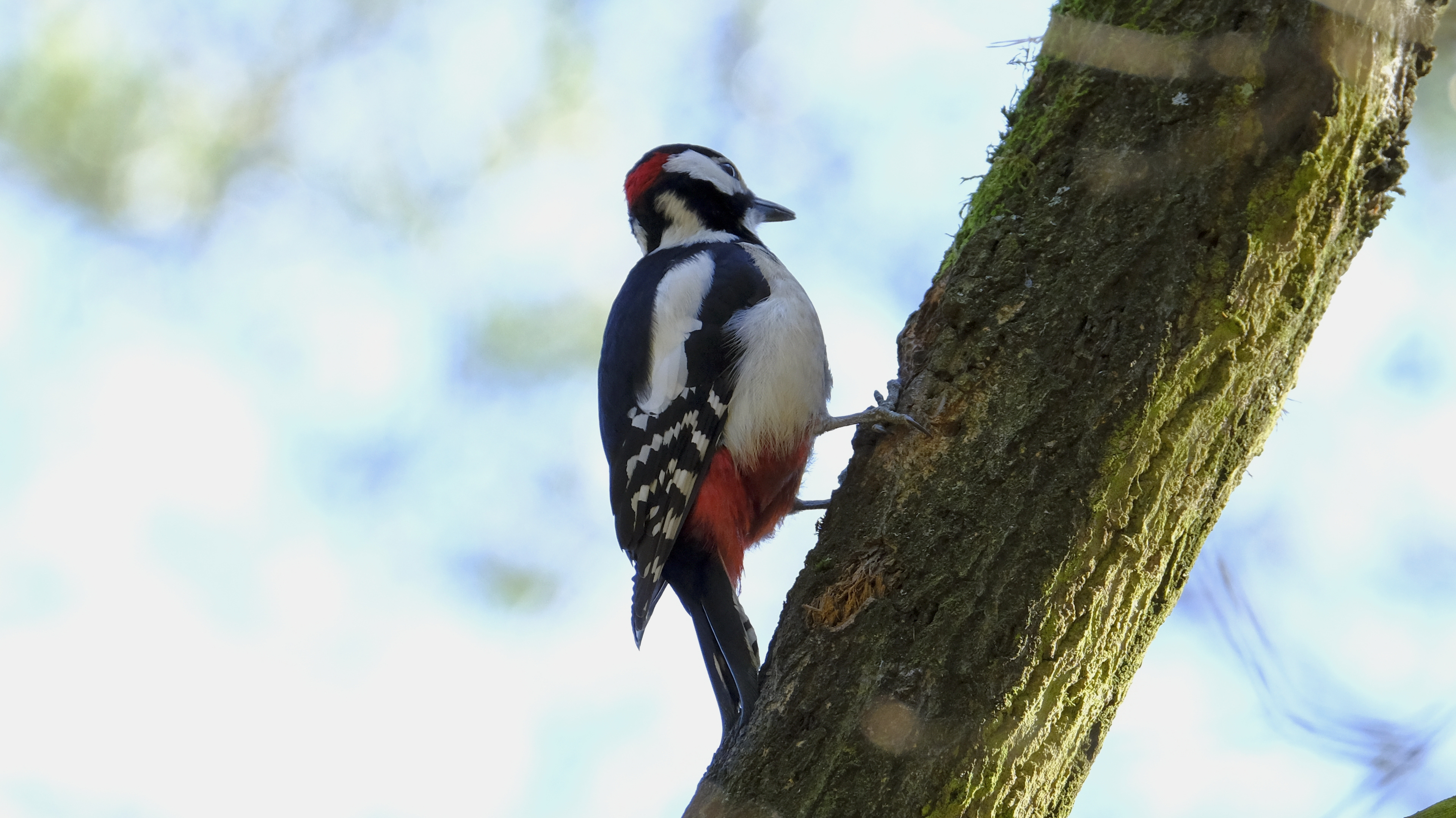 Dzięcioł duży (Dendrocopos major) 03.2022