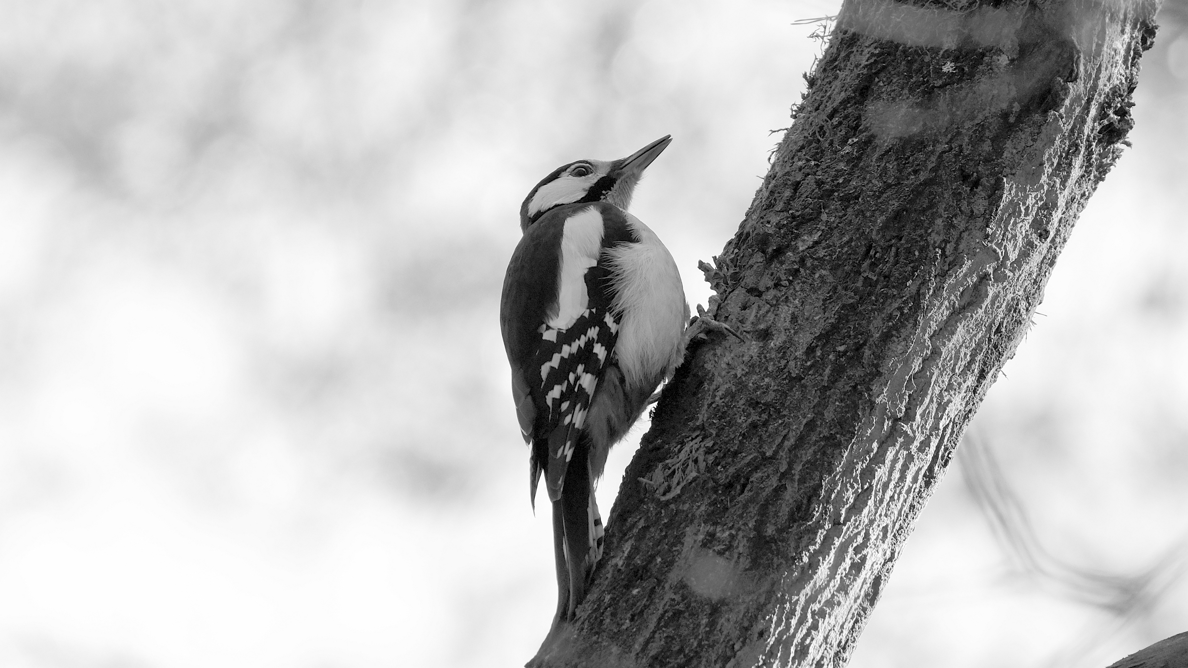 Dzięcioł duży (Dendrocopos major) 03.2022