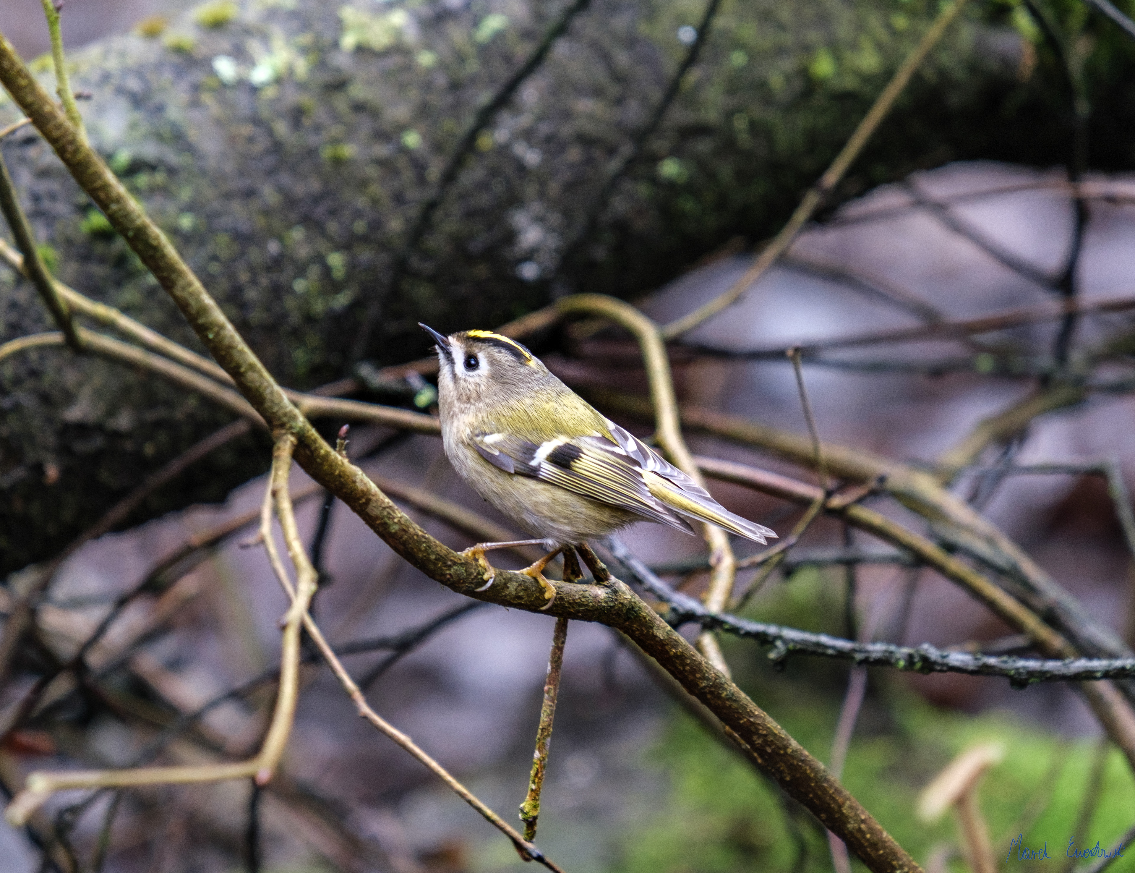 Król Myszy (Regulus regulus) 02.2022