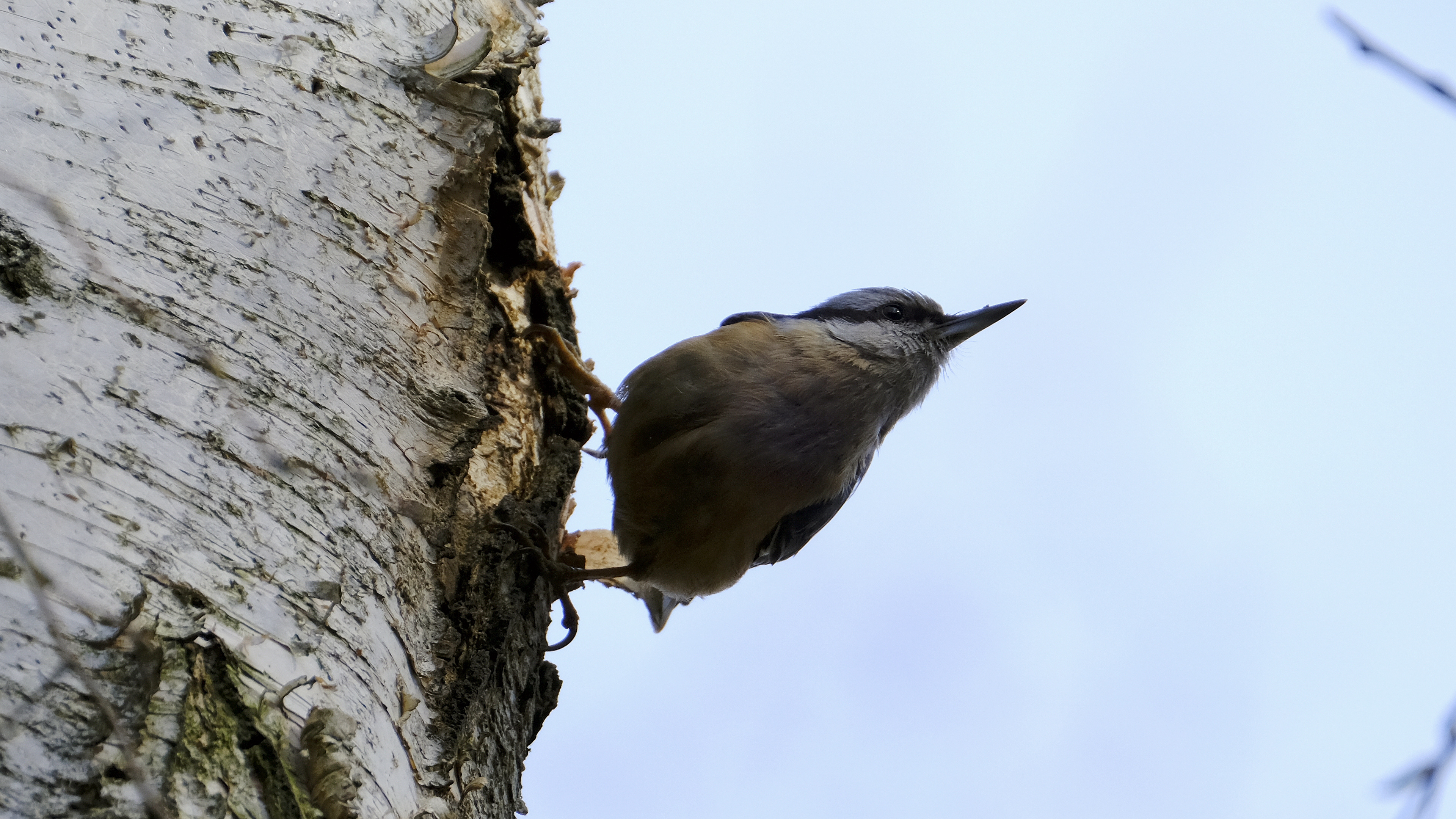 Kowalik (Sitta europaea) 03.2022