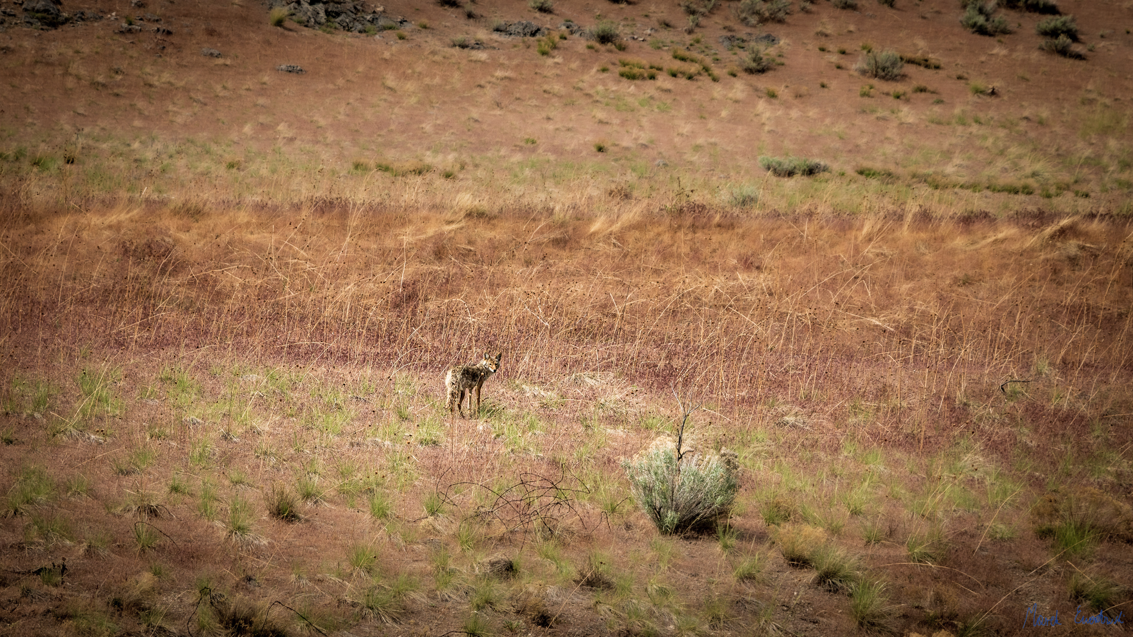 Golden Spike National Historical Park, Utah