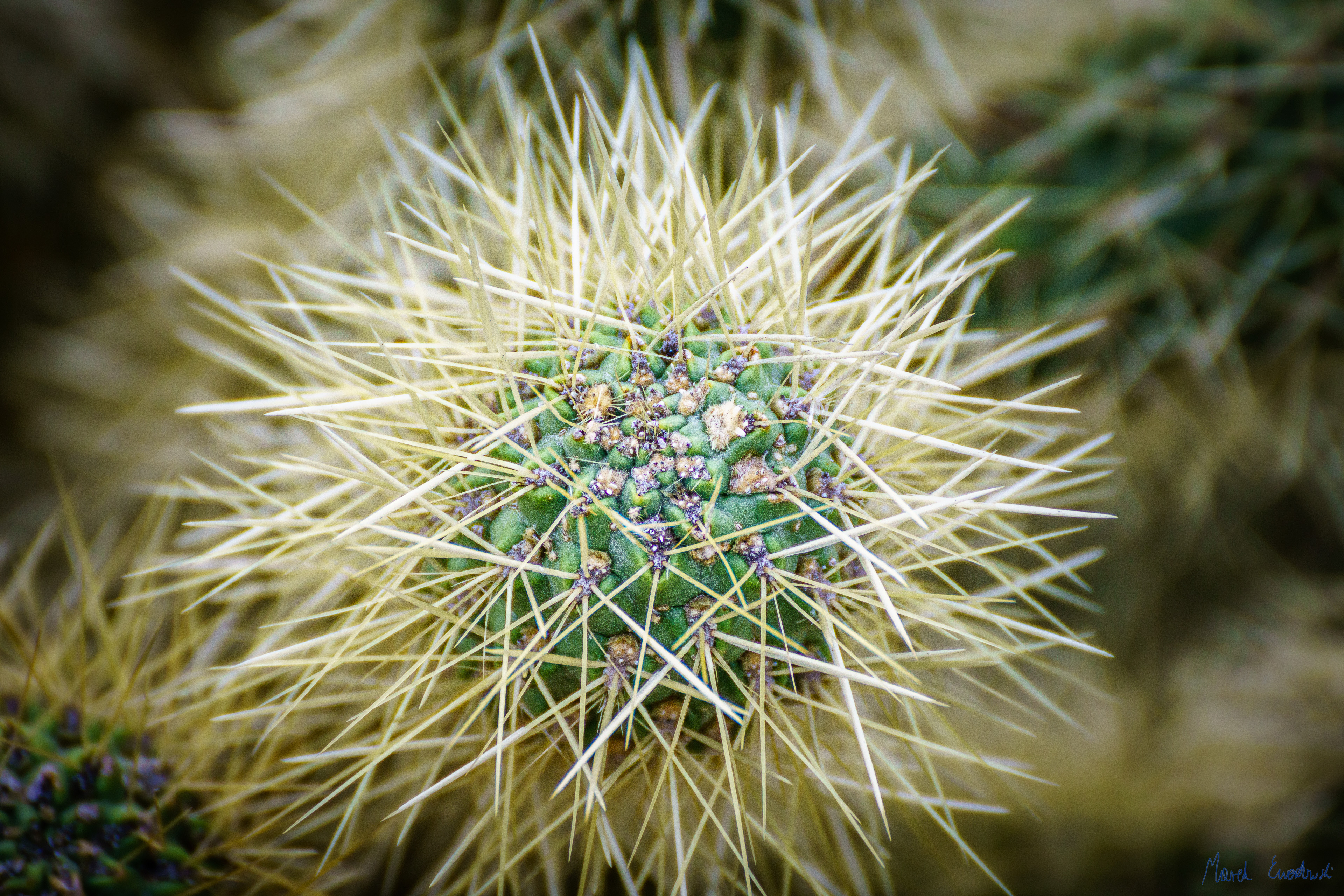 Organ Pipe Cactus National Monument, Arizona