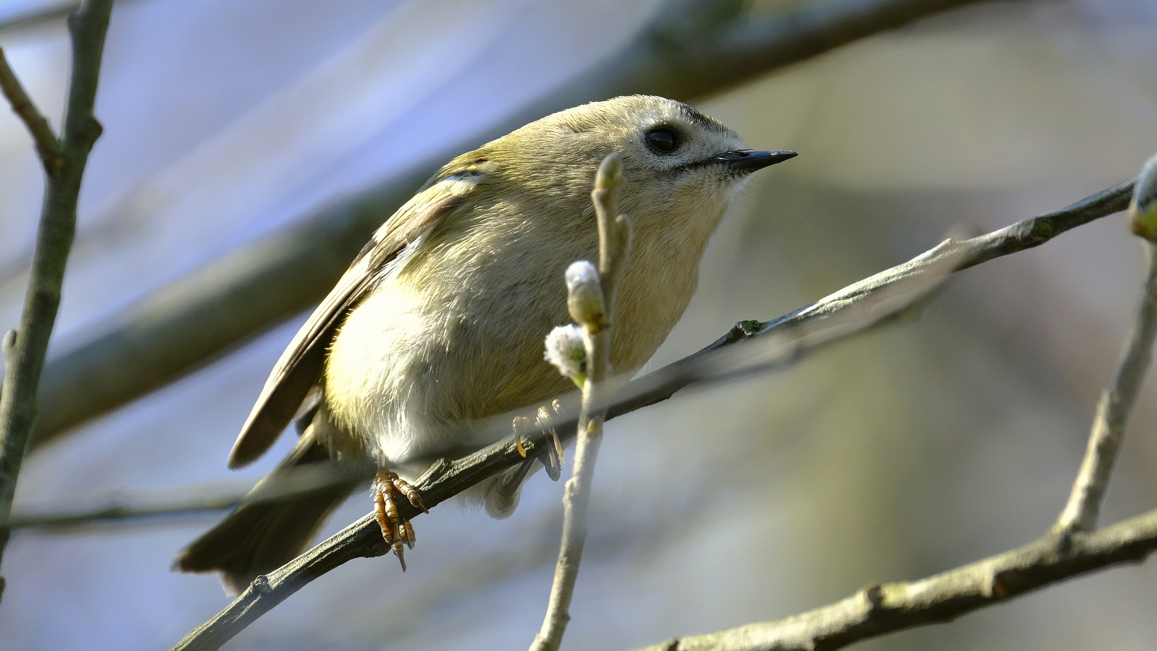 Król Myszy (Regulus regulus) 03.2022