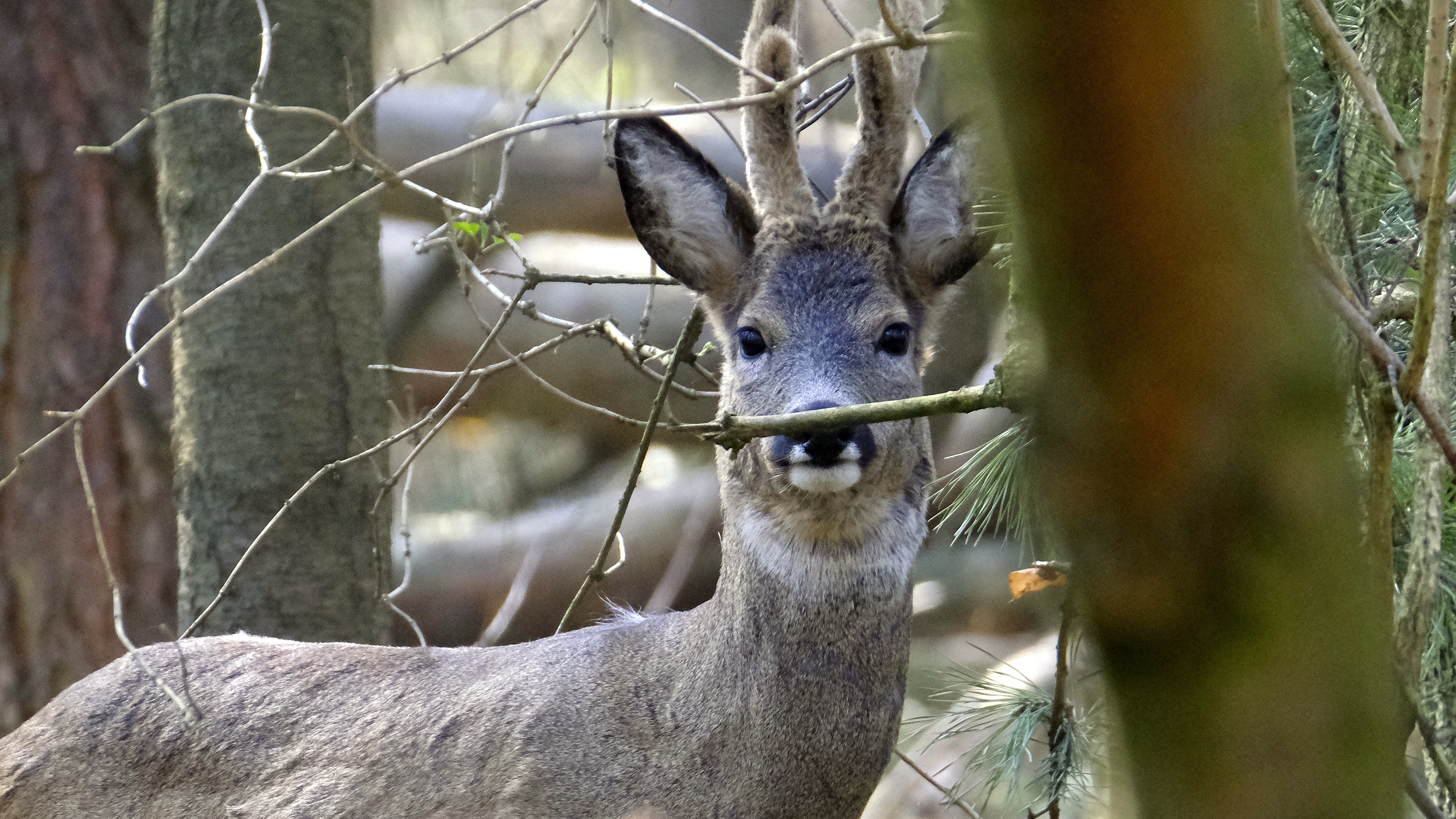 oczy w oczy (Capreolus capreolus) 03.2022