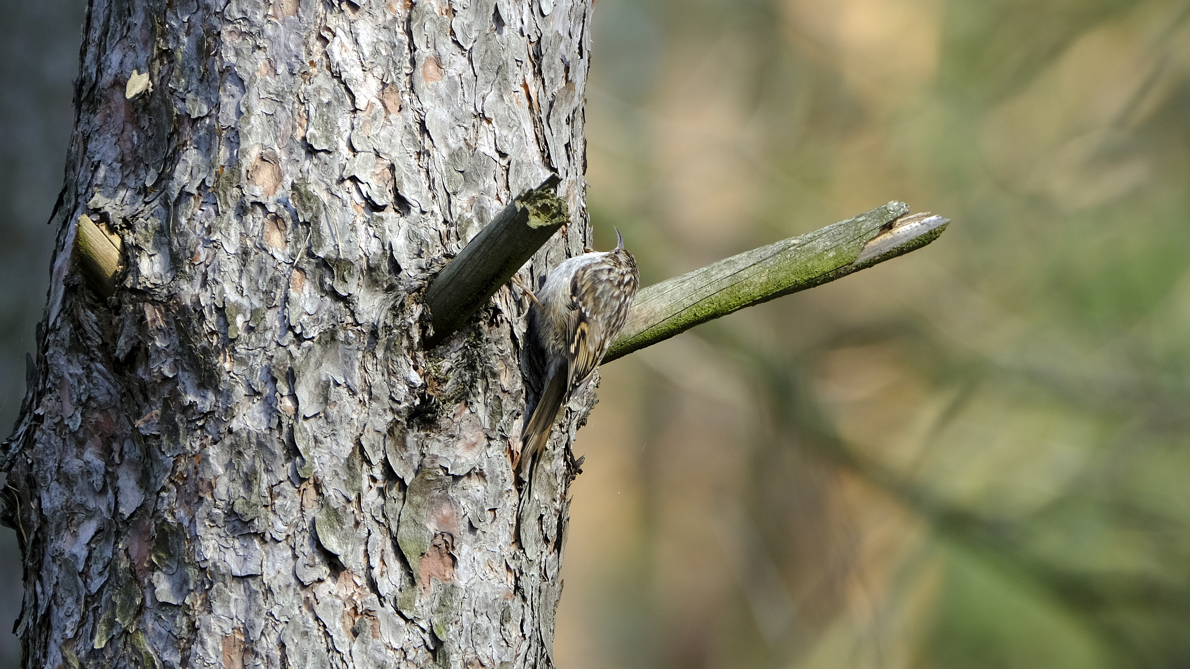 Prawie jak dzięcioł (Certhia) 03.2022