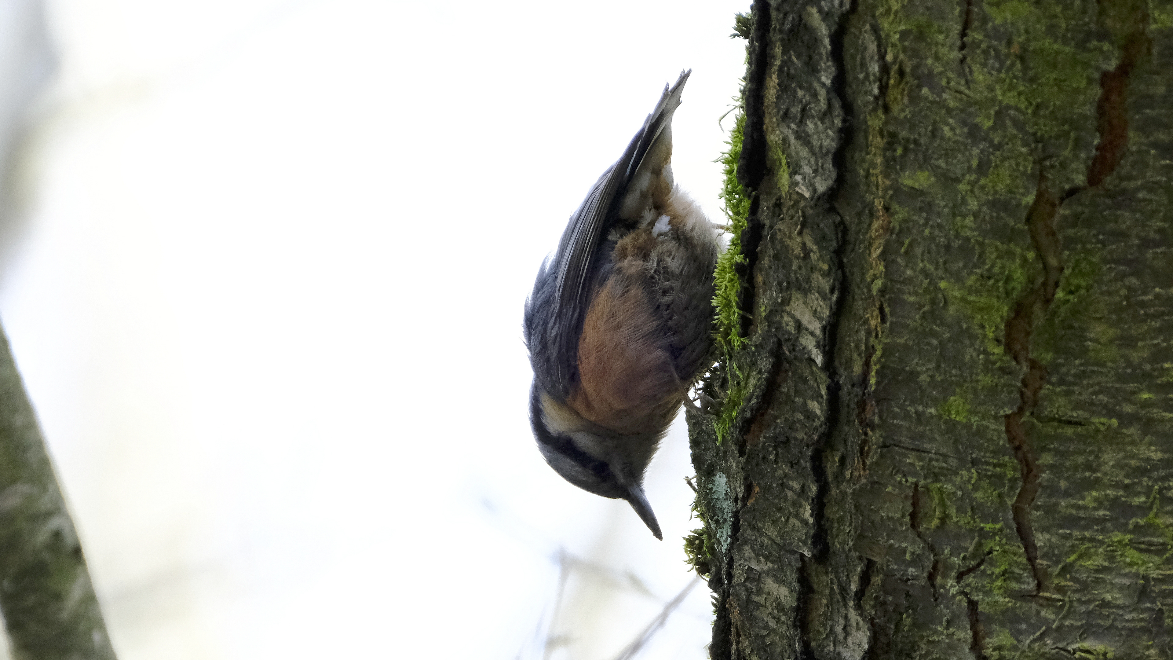 Kowalik (Sitta europaea) 03.2022