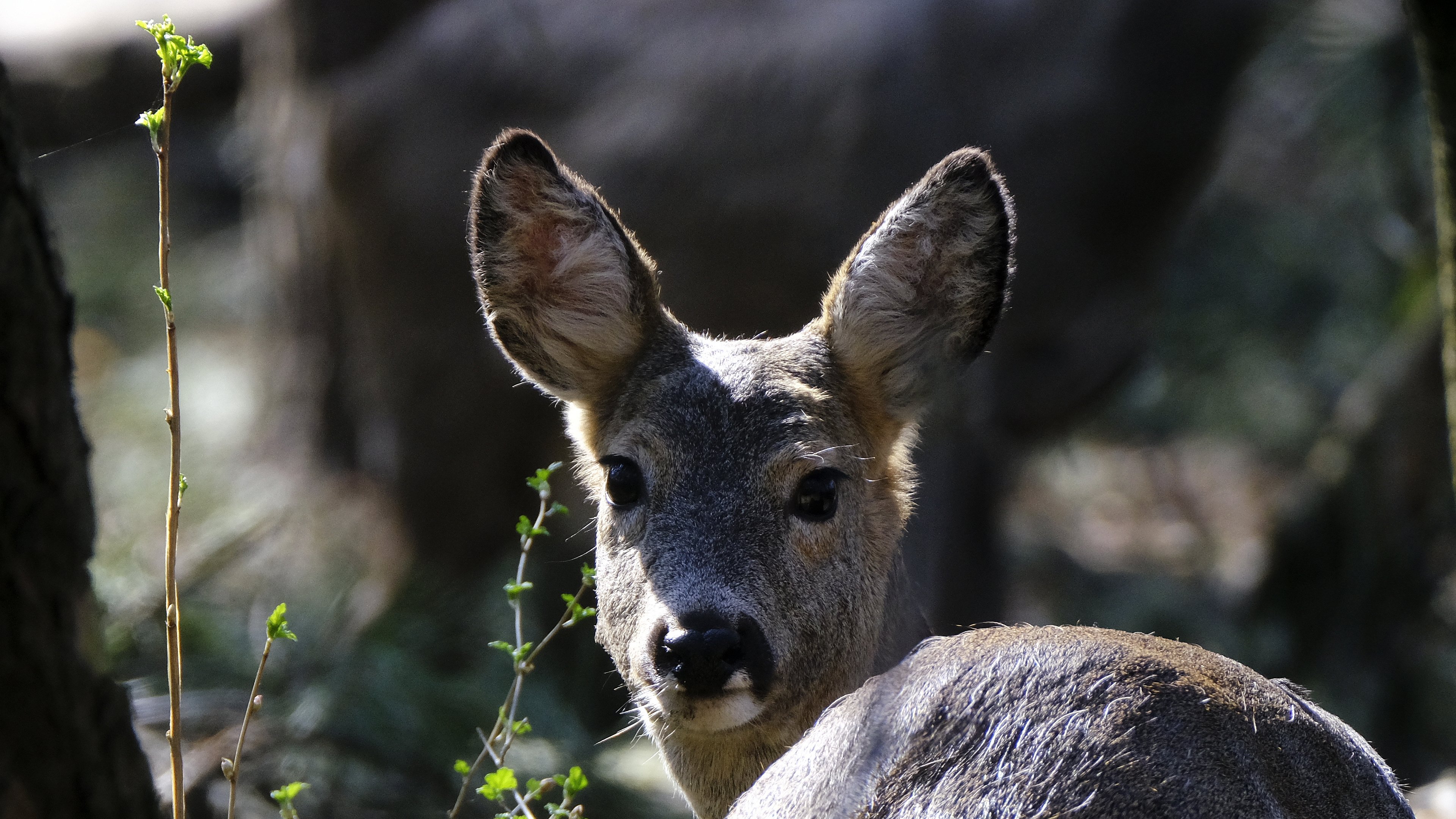 oczy w oczy (Capreolus capreolus) 03.2022
