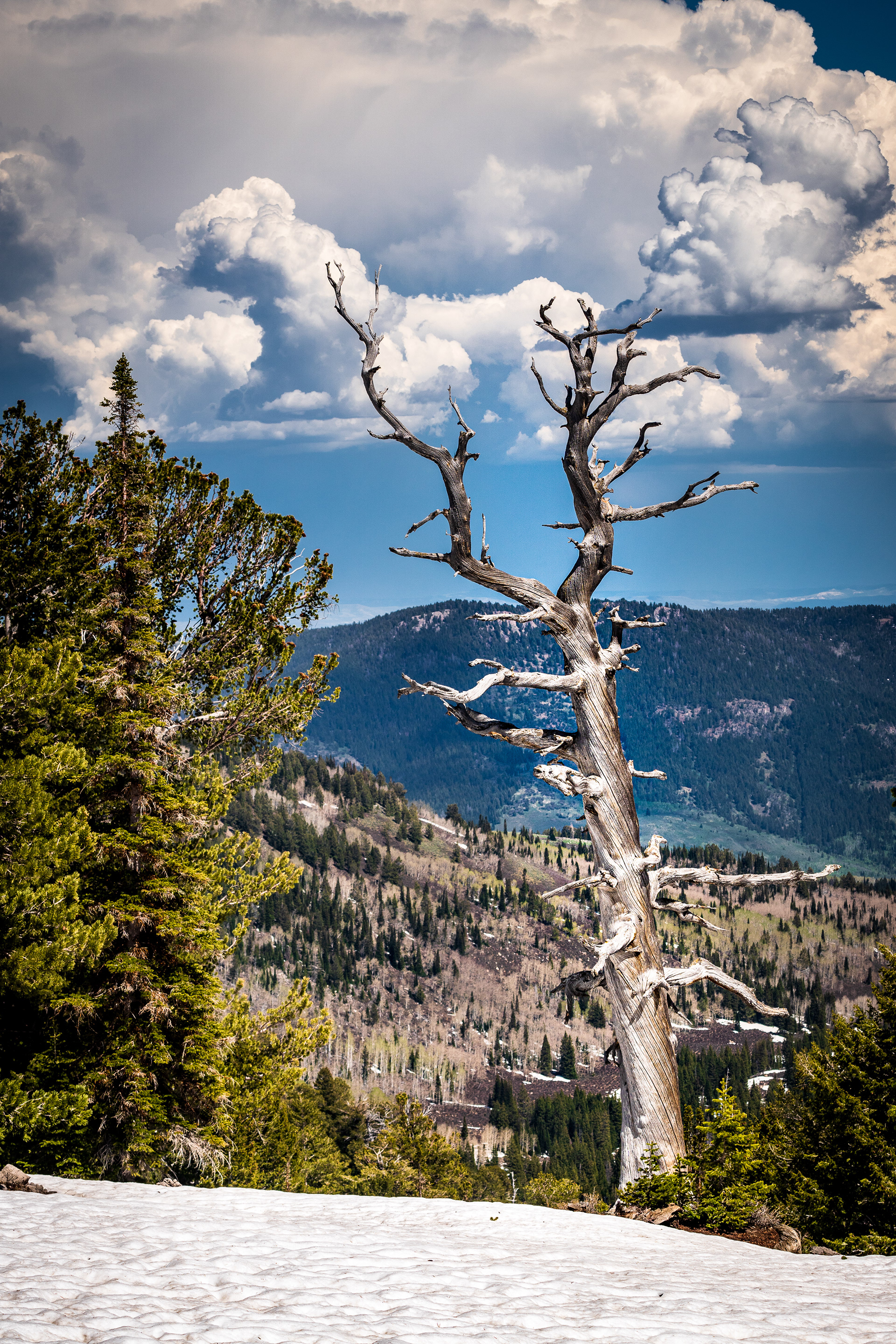 Steam Mill Trail, Bear River Range, Utah