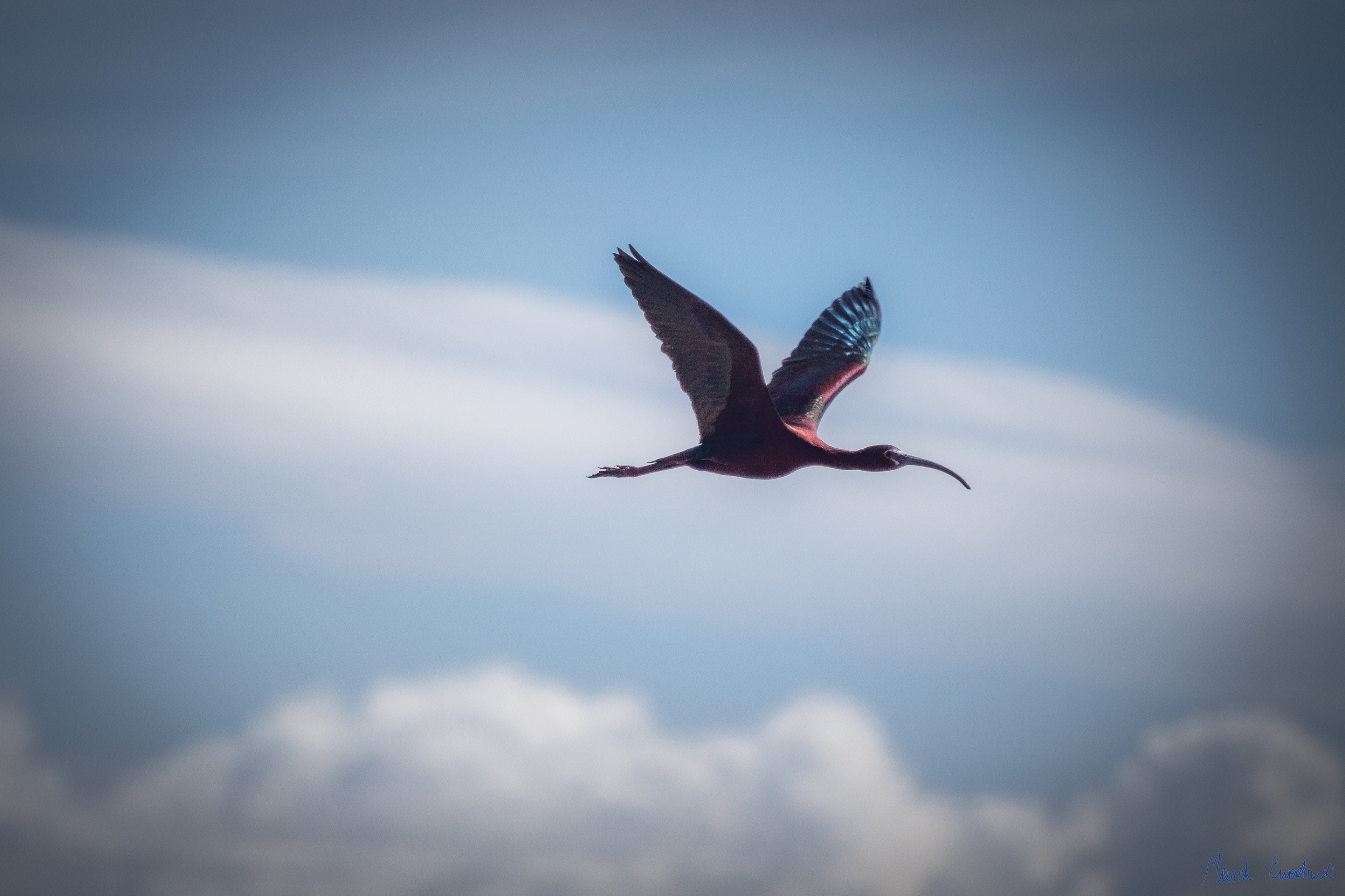  Bear River Migratory Bird Refuge, Utah