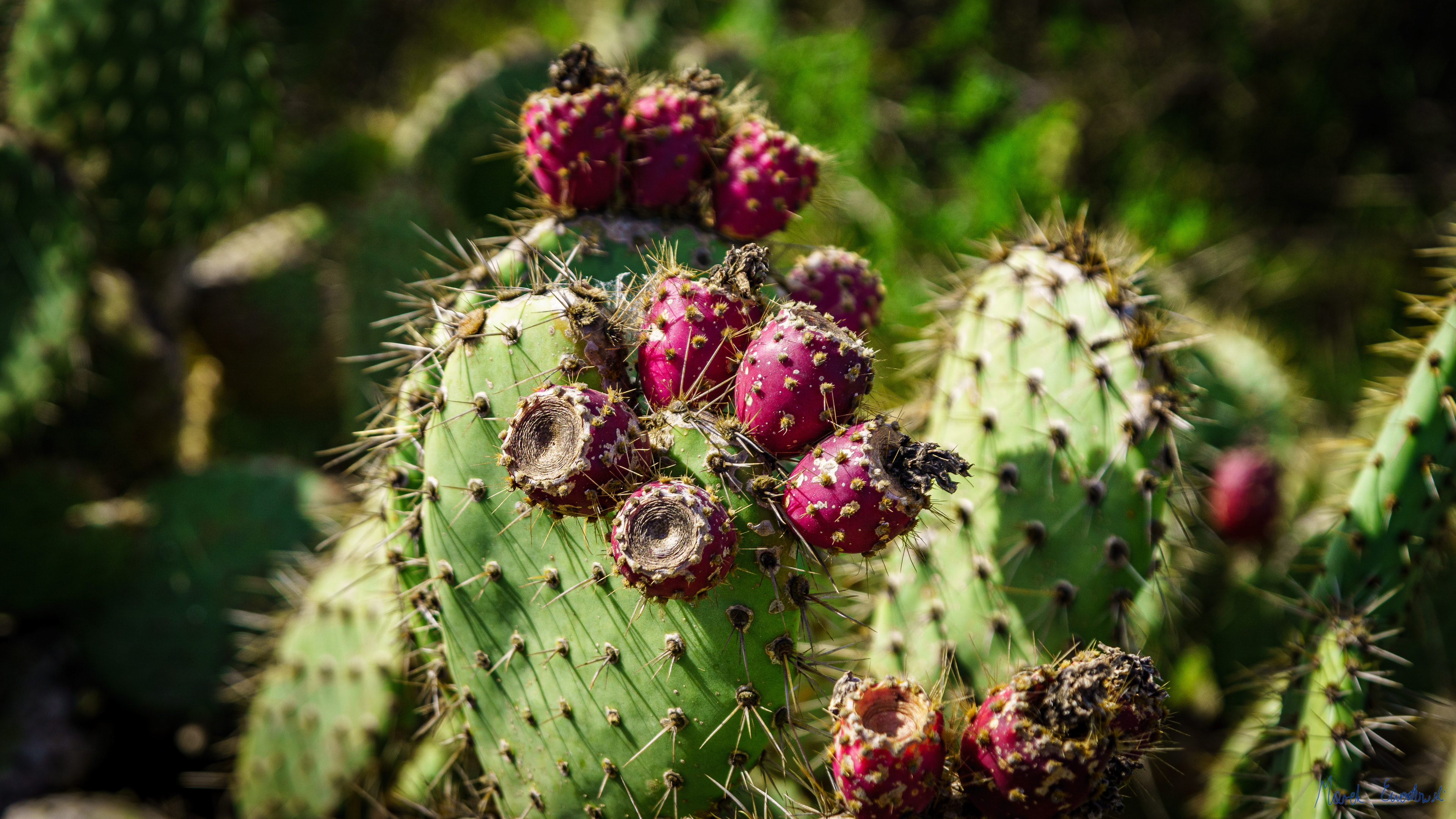 Laguna Coast Wilderness Park, Orange County, California
