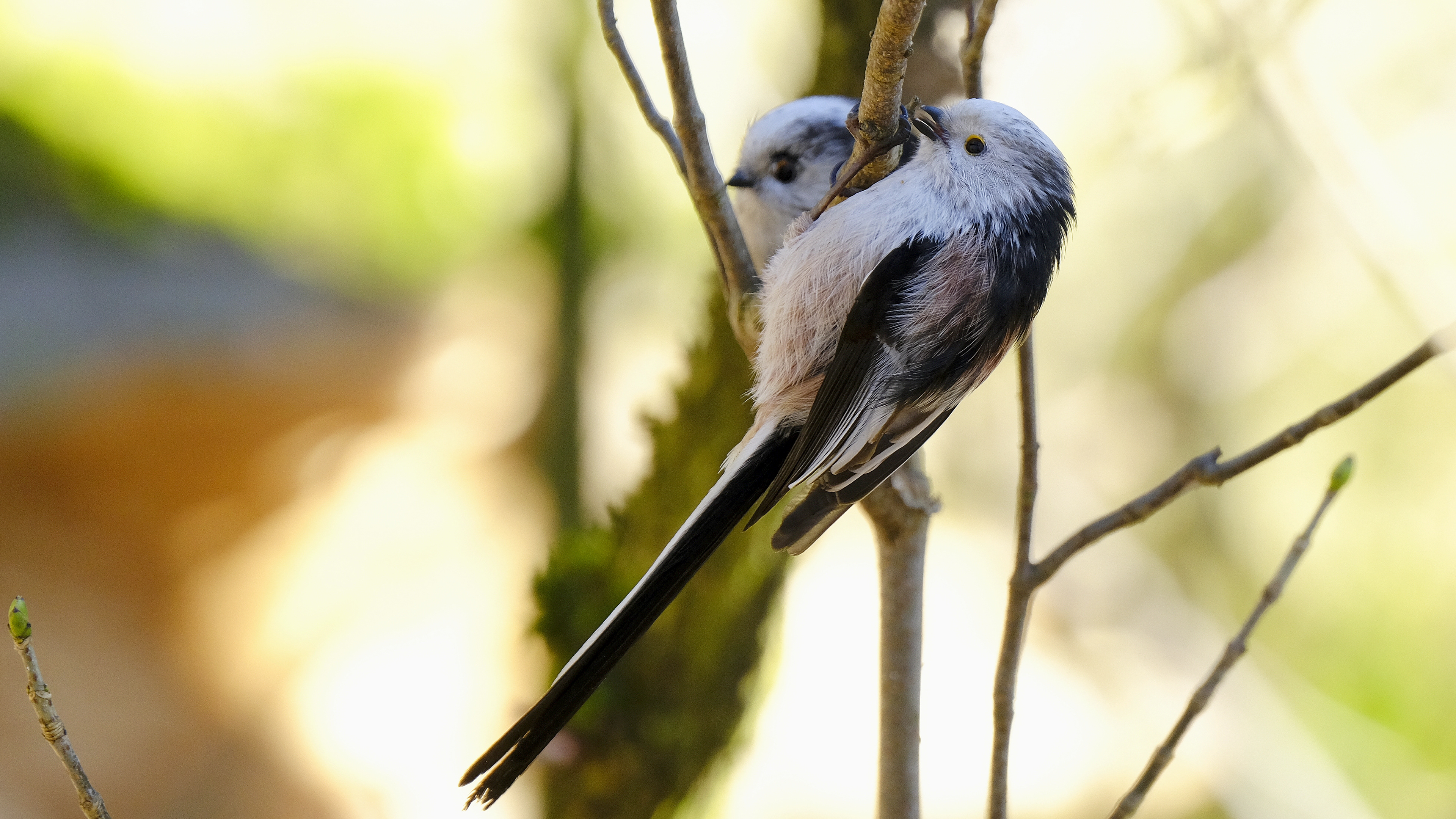 Raniuszek (Aegithalos caudatus) 02.2022