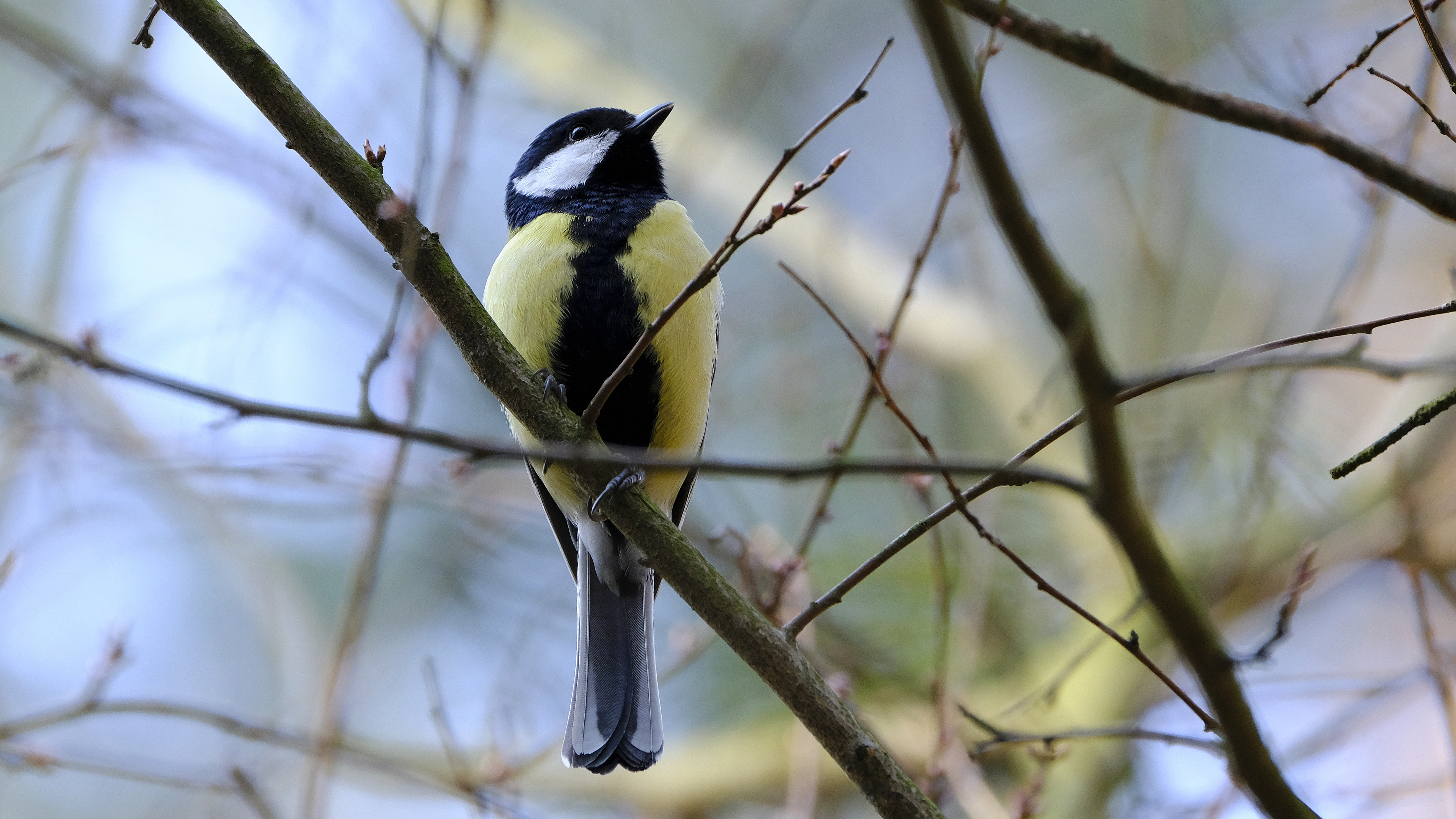 Bogatka (Parus major) 03.2022
