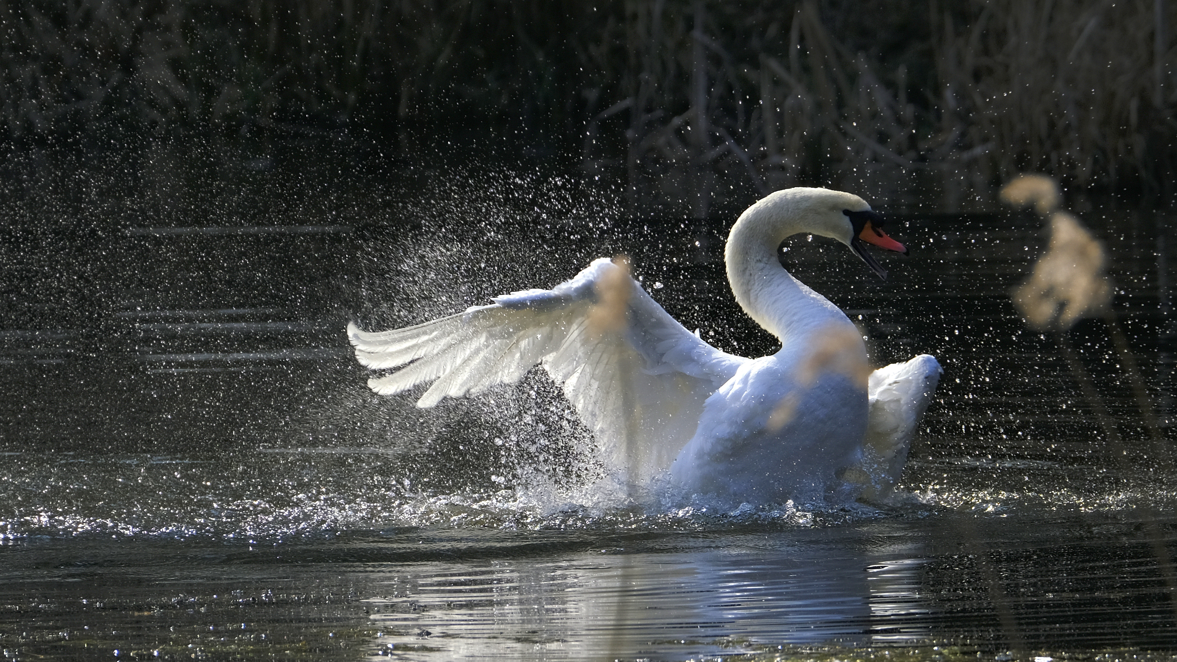 Zły narcyz (Cygnus olor) 03.2022
