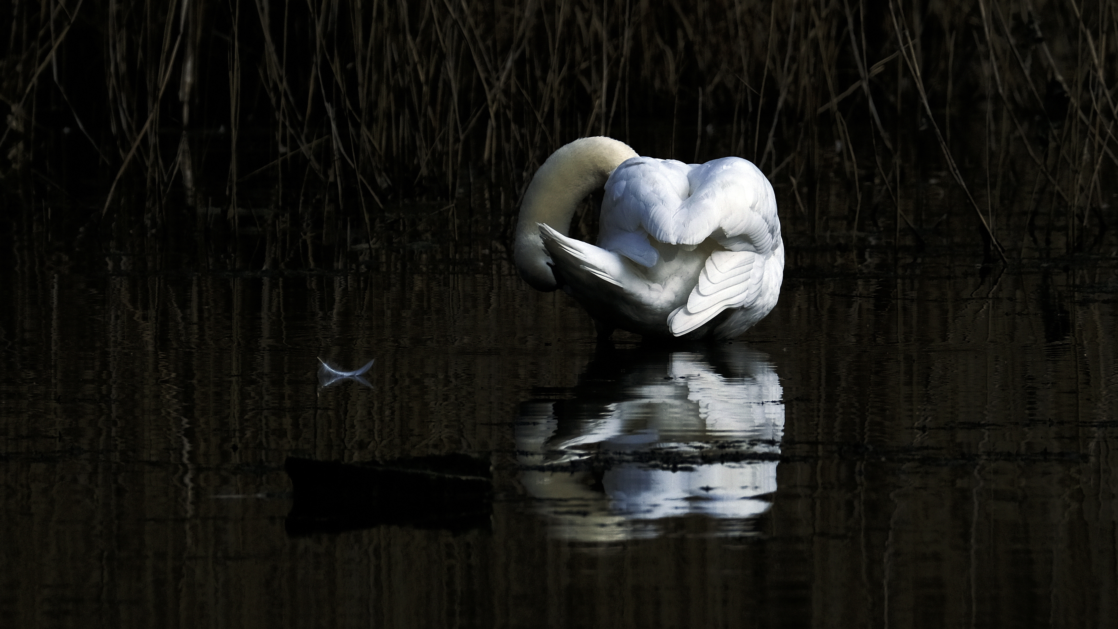 i prawie jak ukłon dla publiczności (Cygnus olor) 03.2022