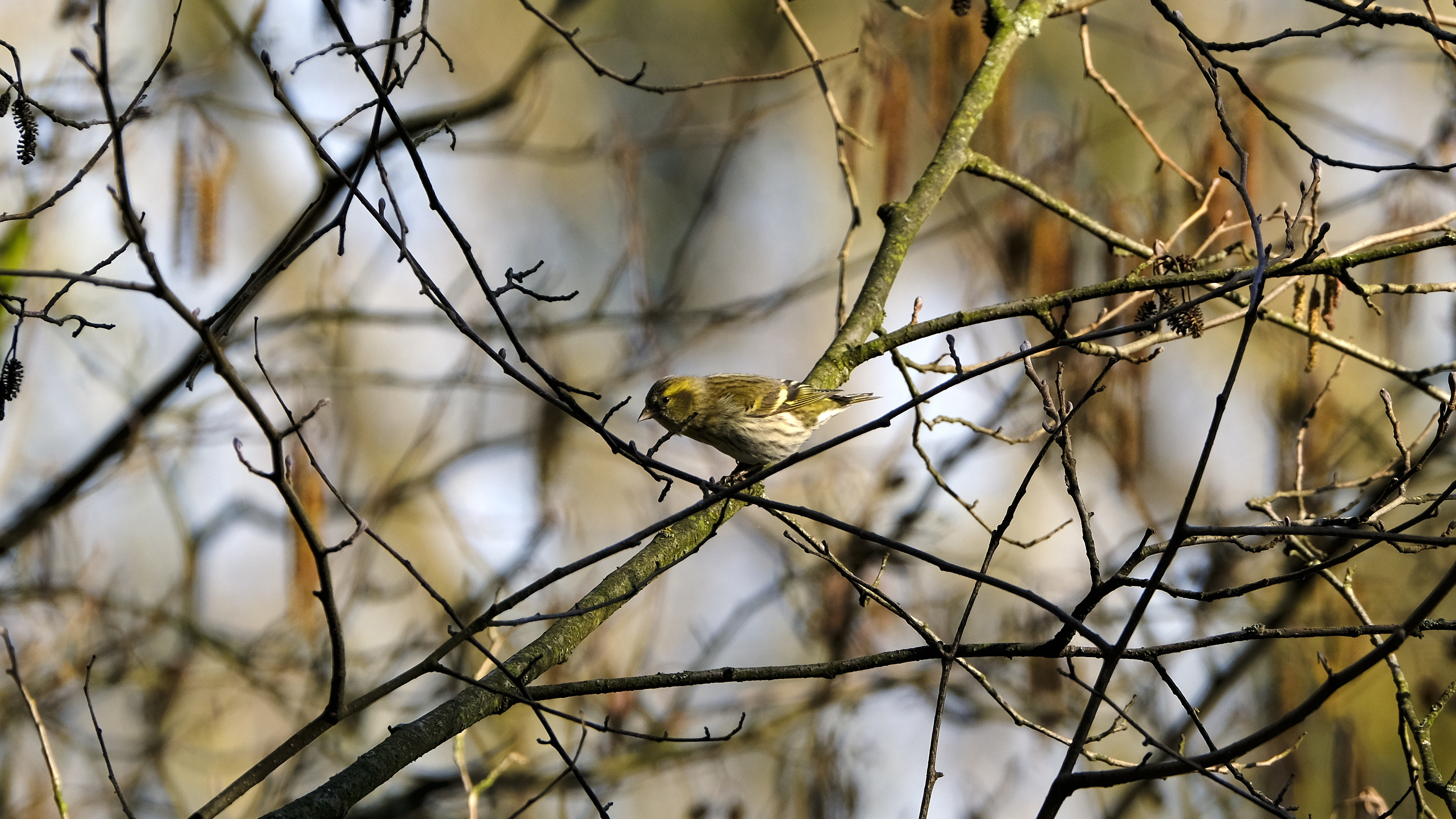 Czyżby Trznadel? (Emberiza citrinella) 03.2022
